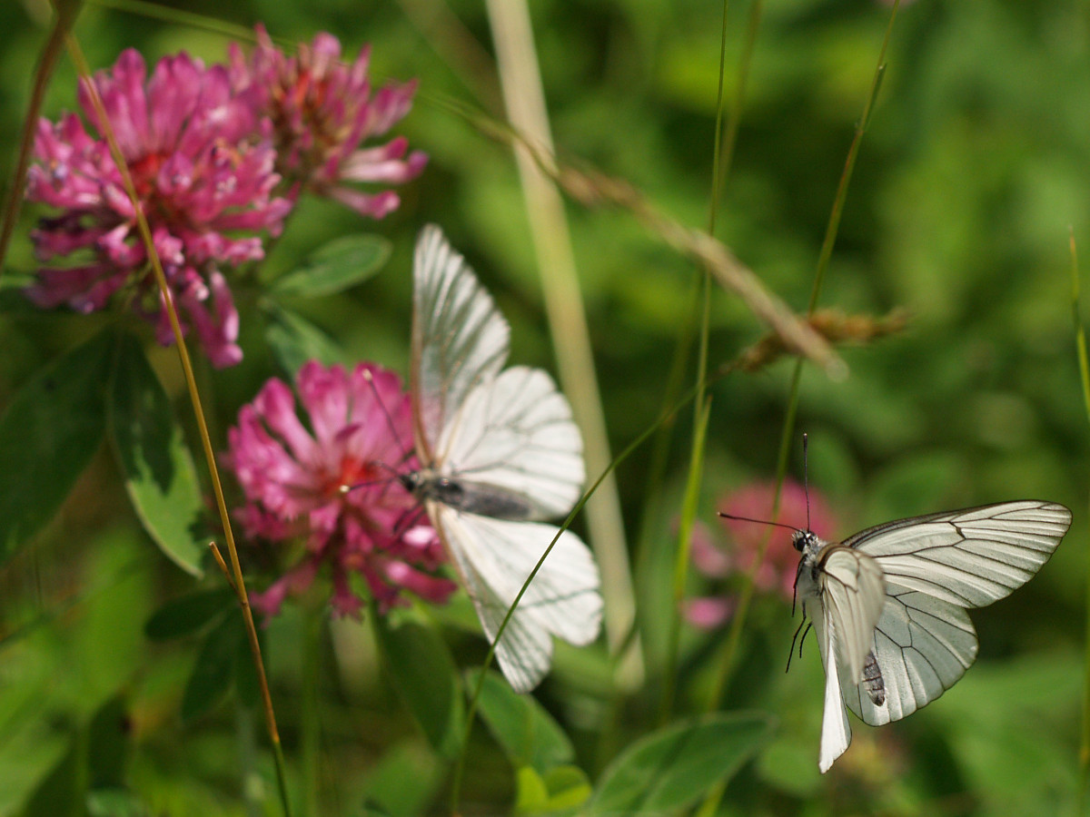 Pieride del biancospino