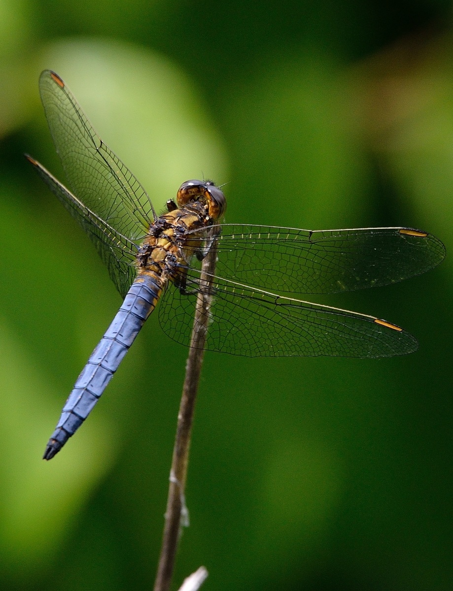 Blue Dragonfly