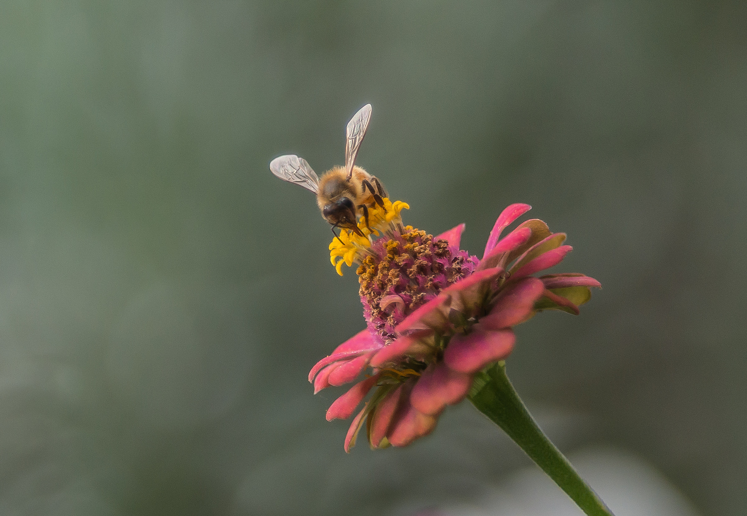 Scorpacciata di nettare
