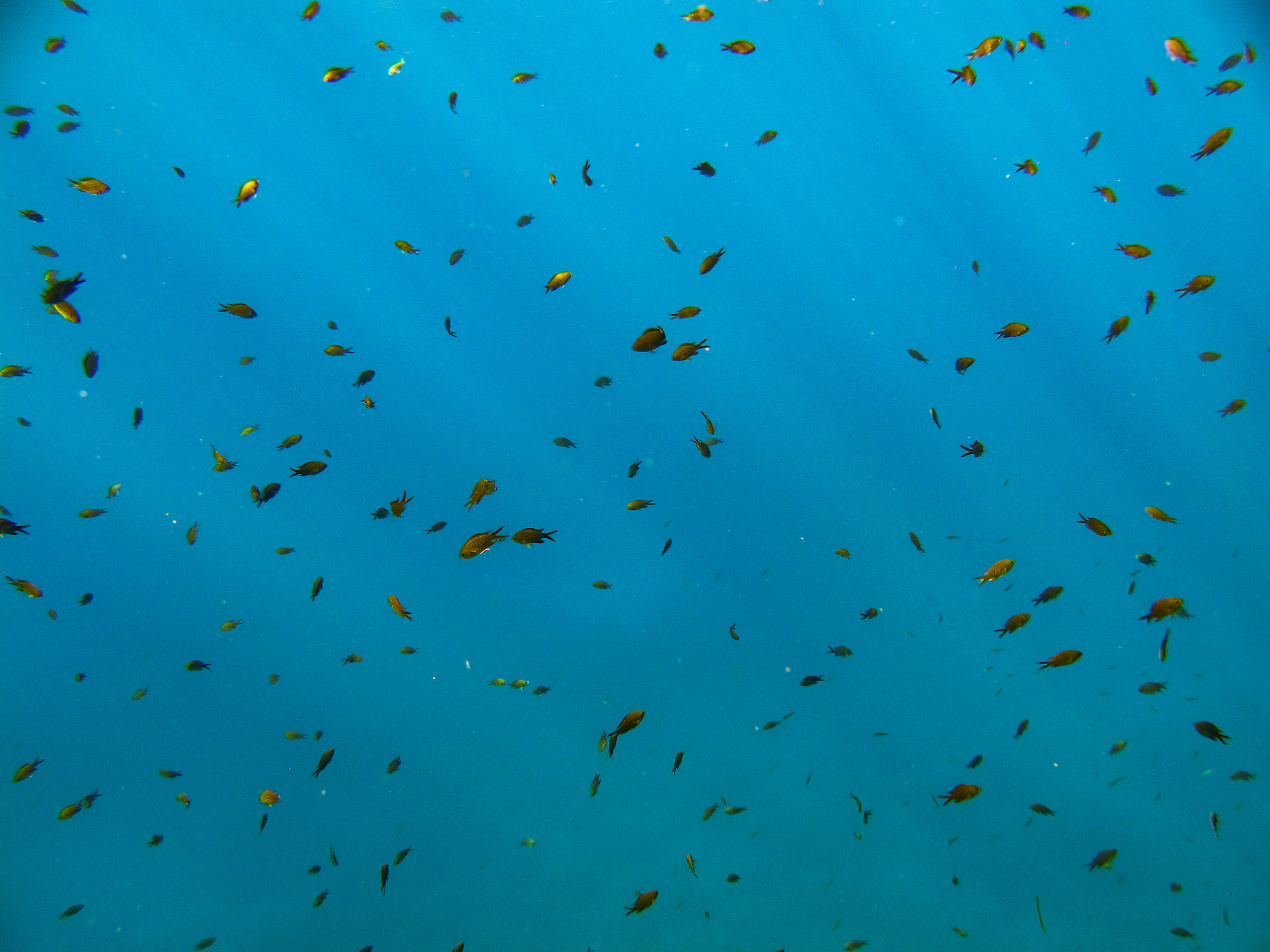 damselfish