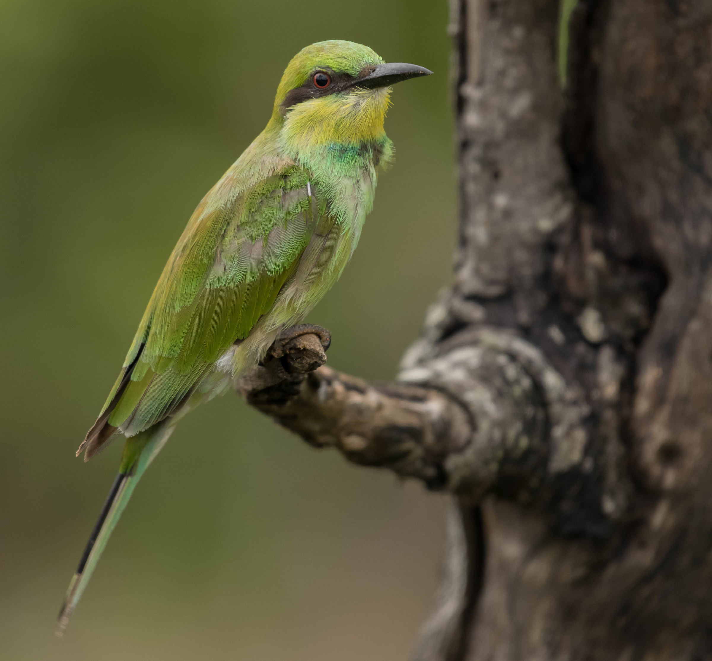 Green bee-eater