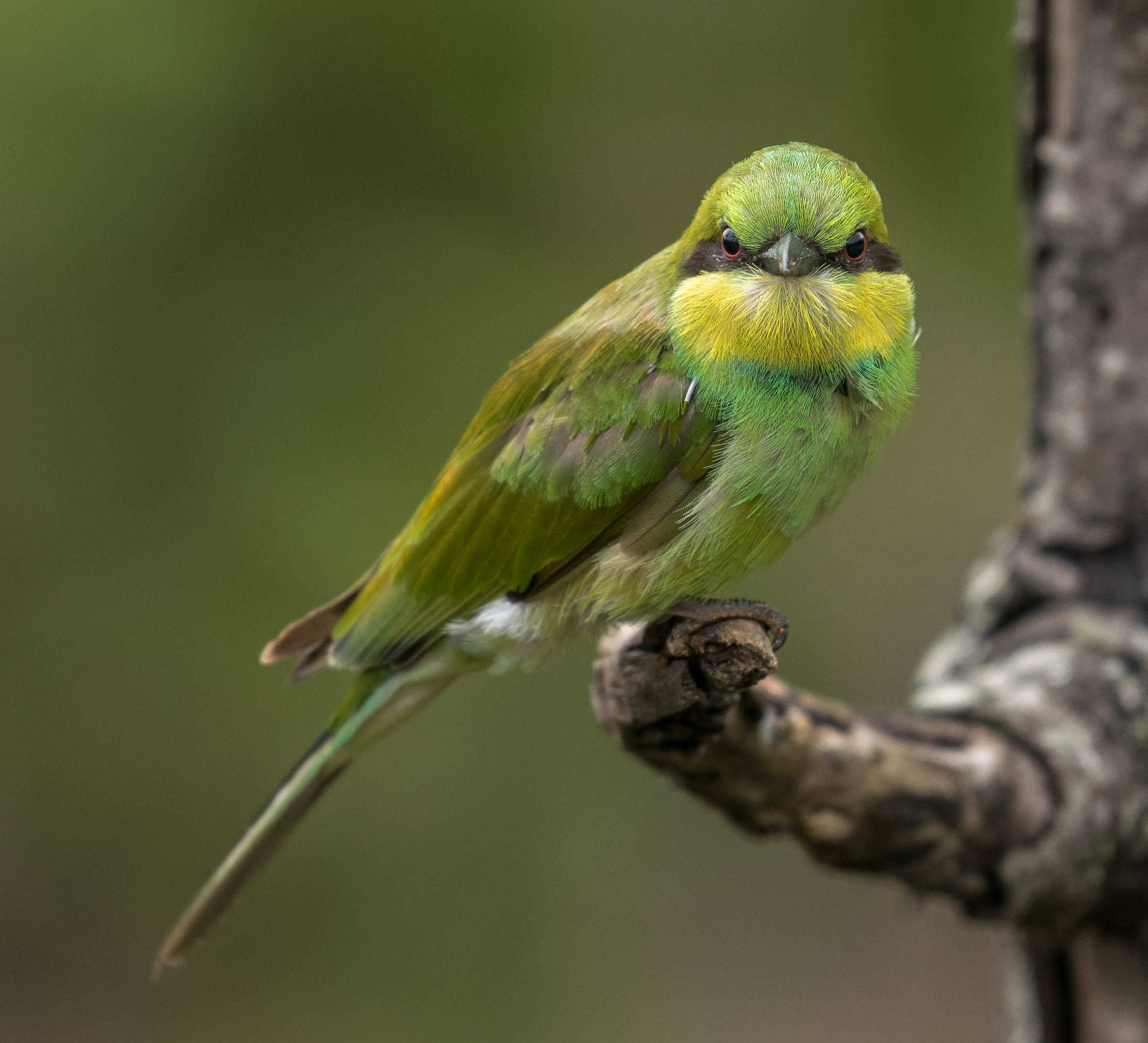 Green bee-eater
