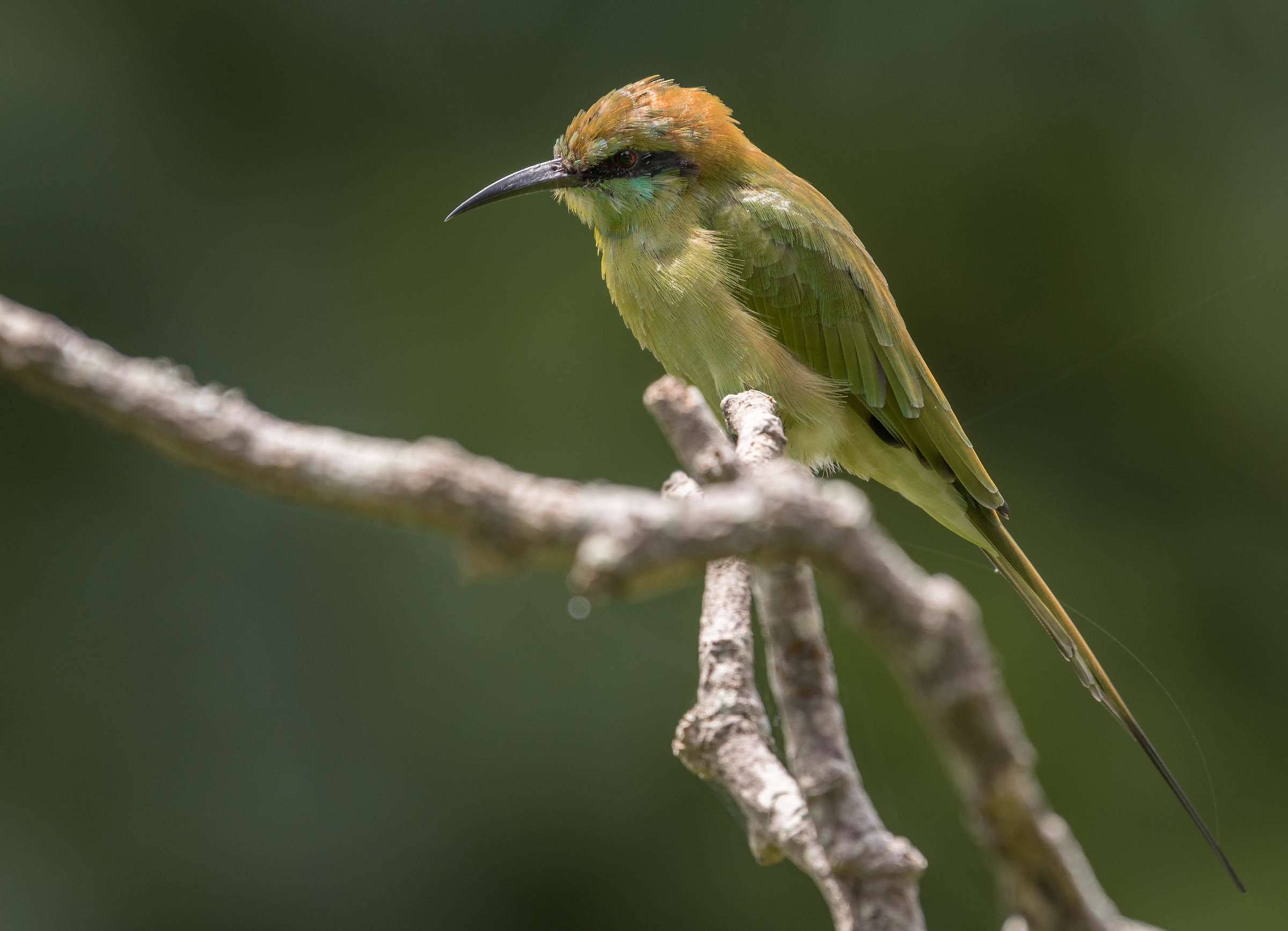 Green bee-eater