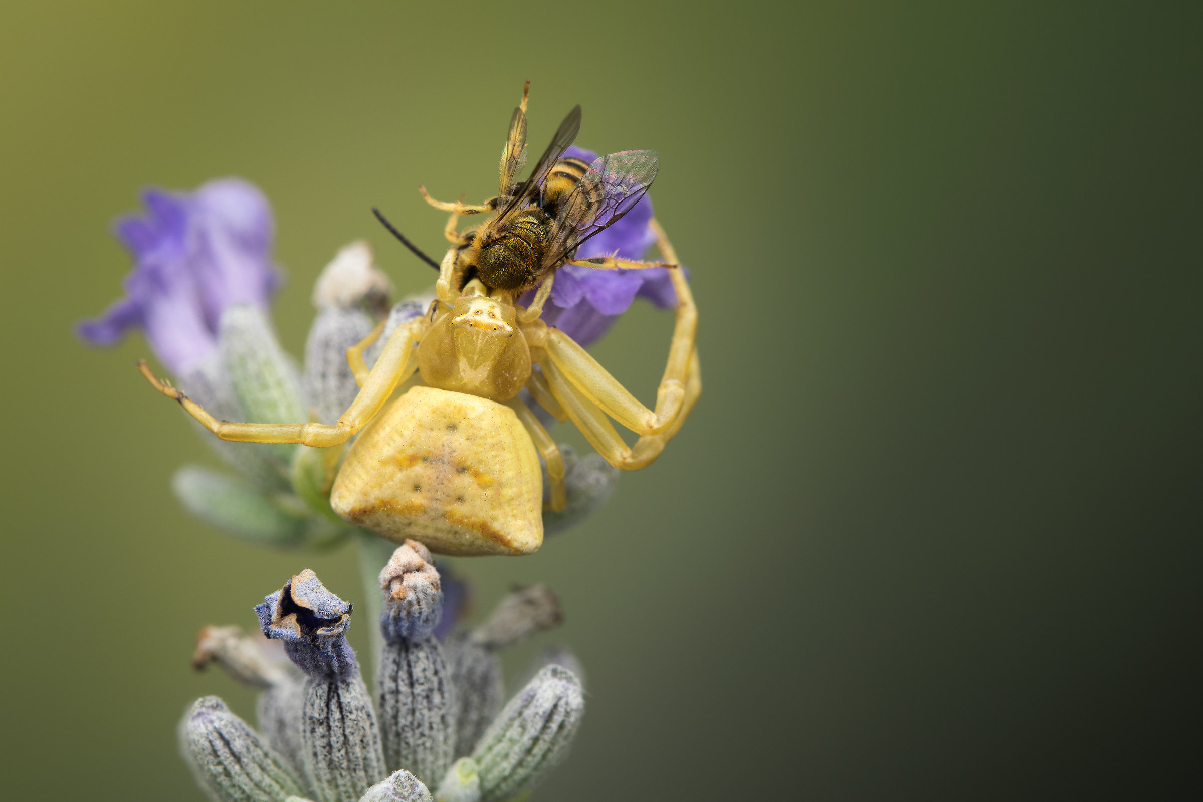 Thomisidae con preda