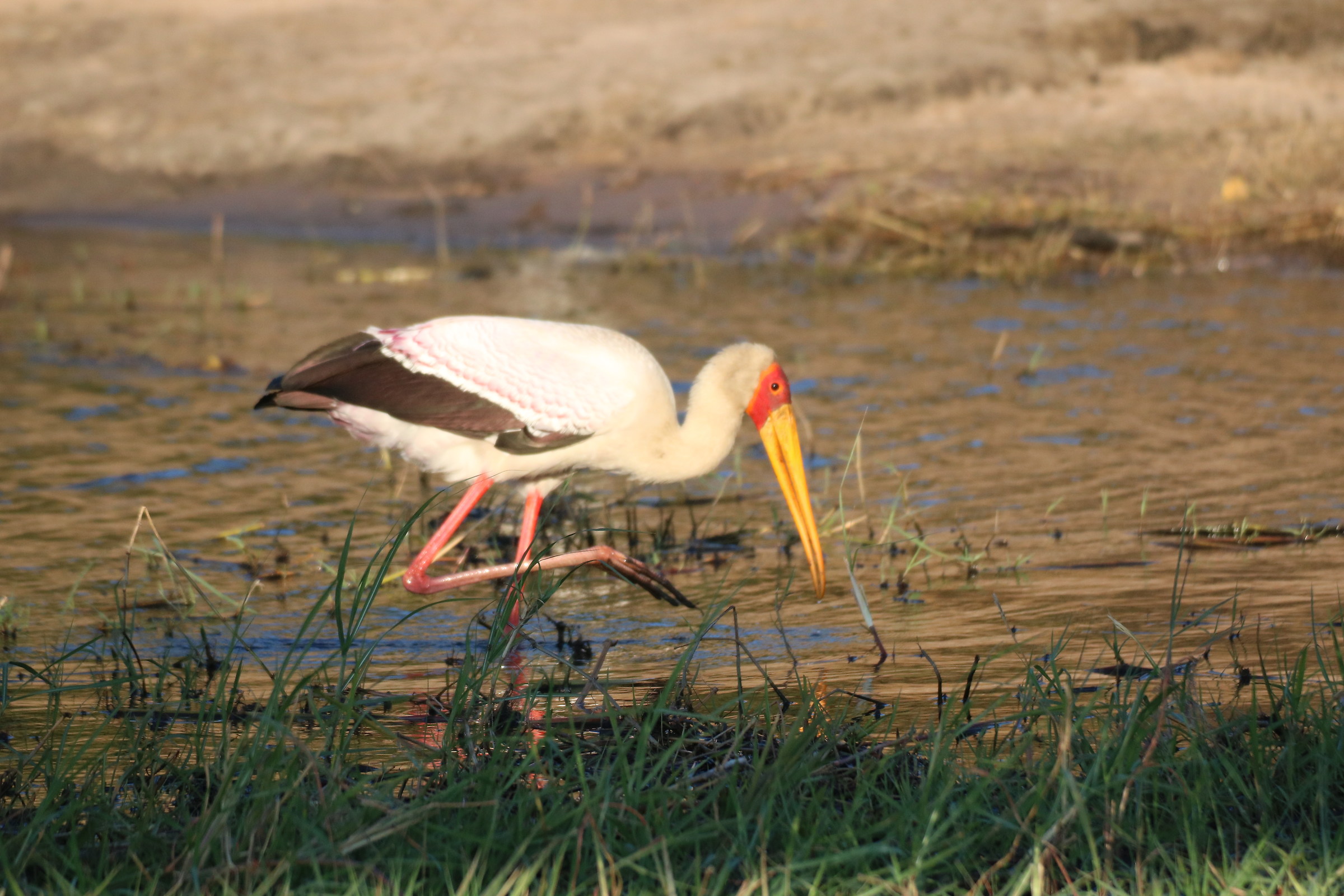 Uccello della savana