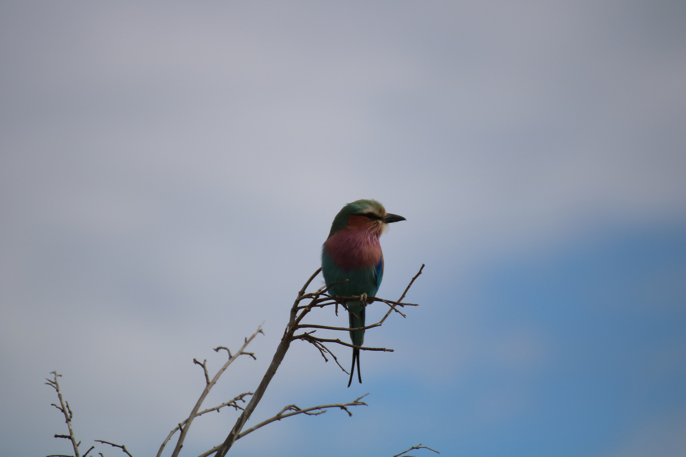 Il simbolo dfel Botswana