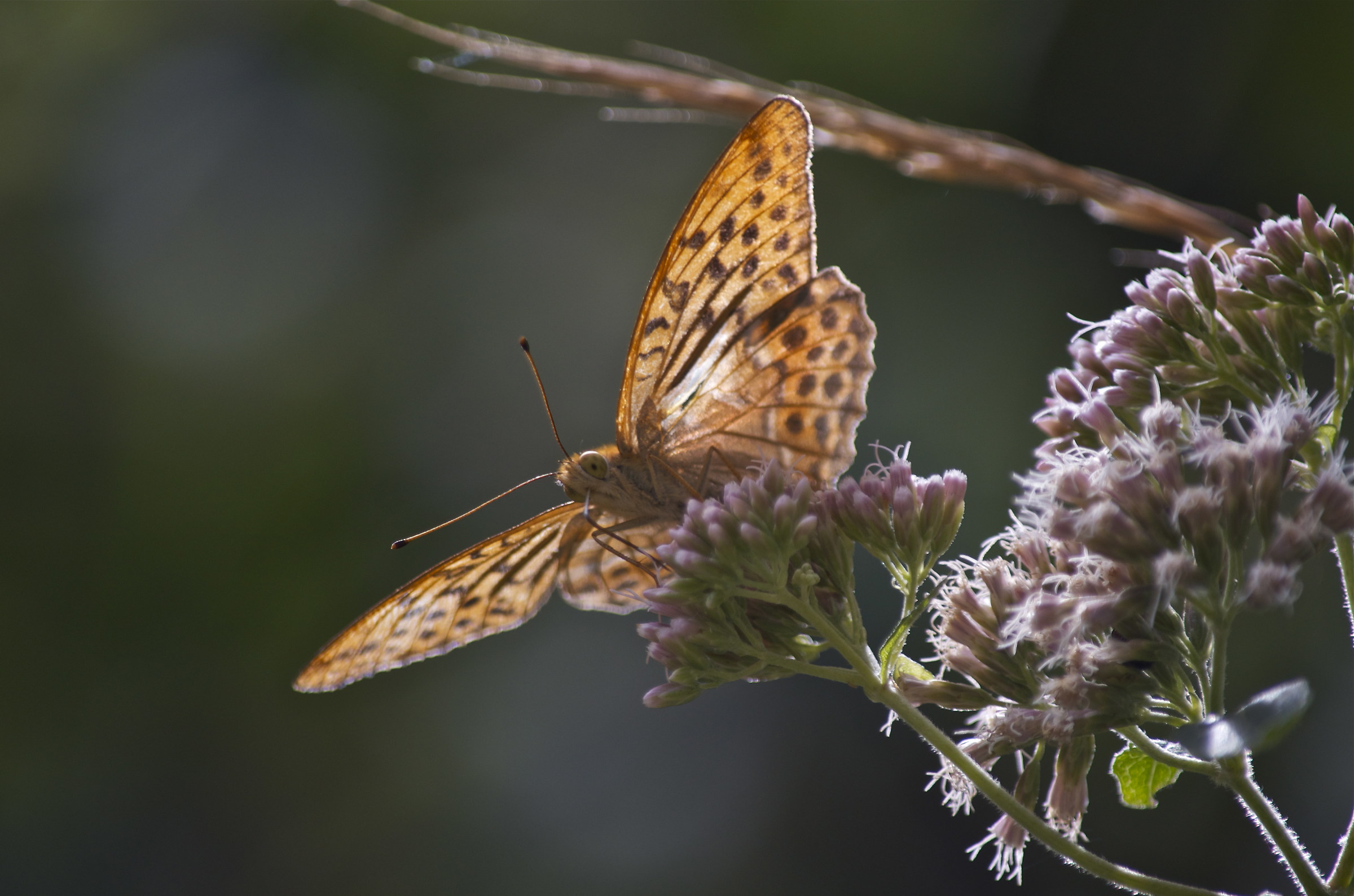 Argynnis paphia