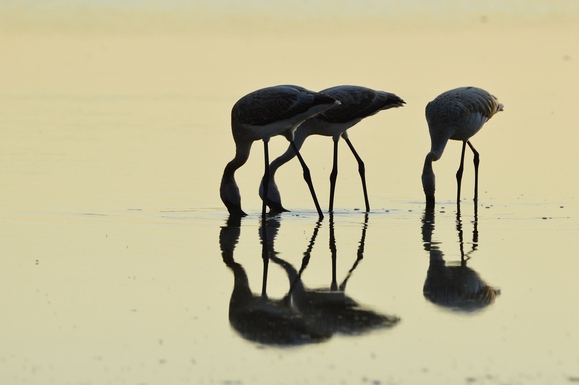 Reflection at sunset ...