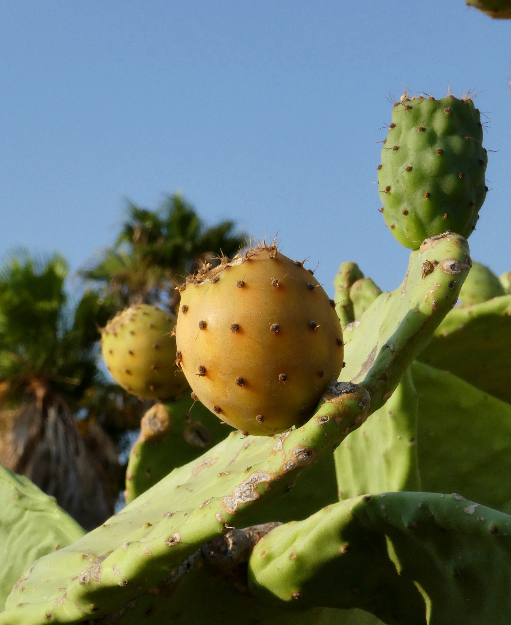 Apulian sun with planet