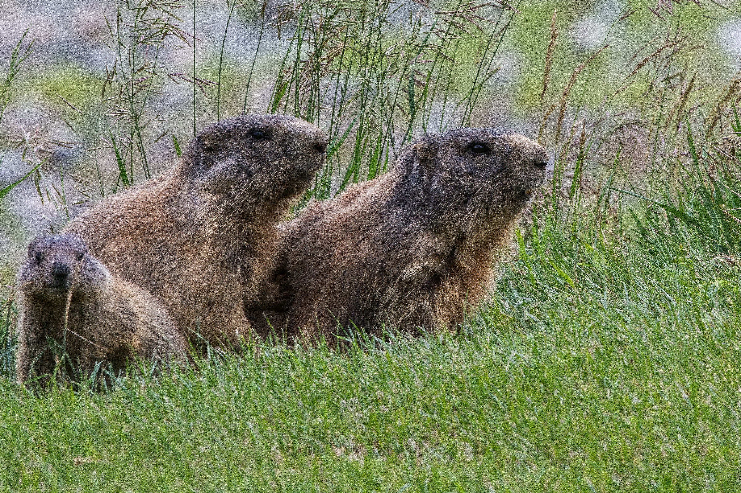 marmots