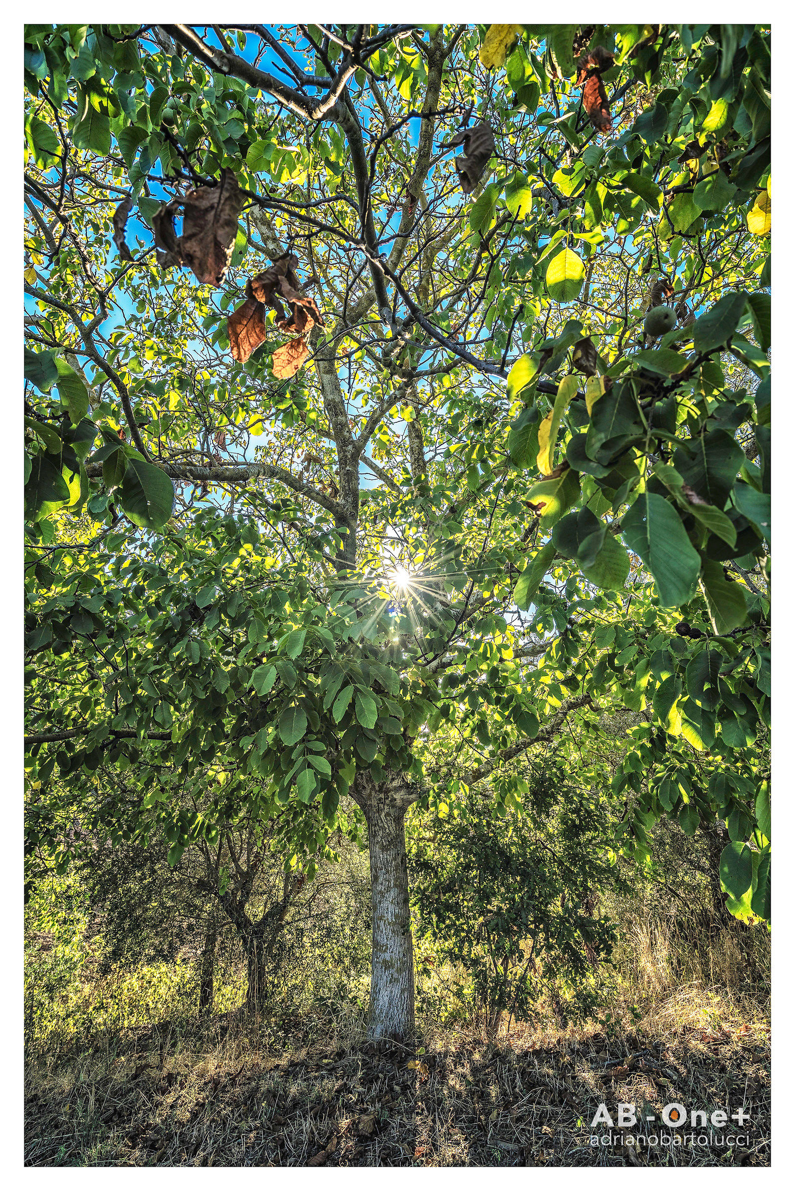 La Rotta - S. Quirico (Tuscany)