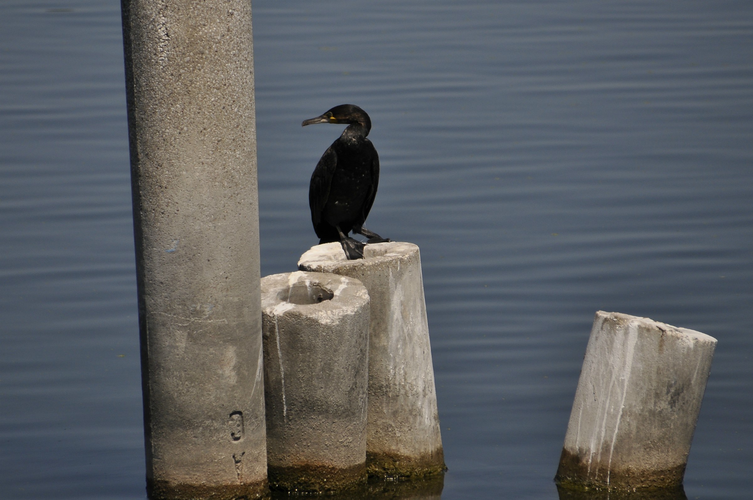 Cormorano