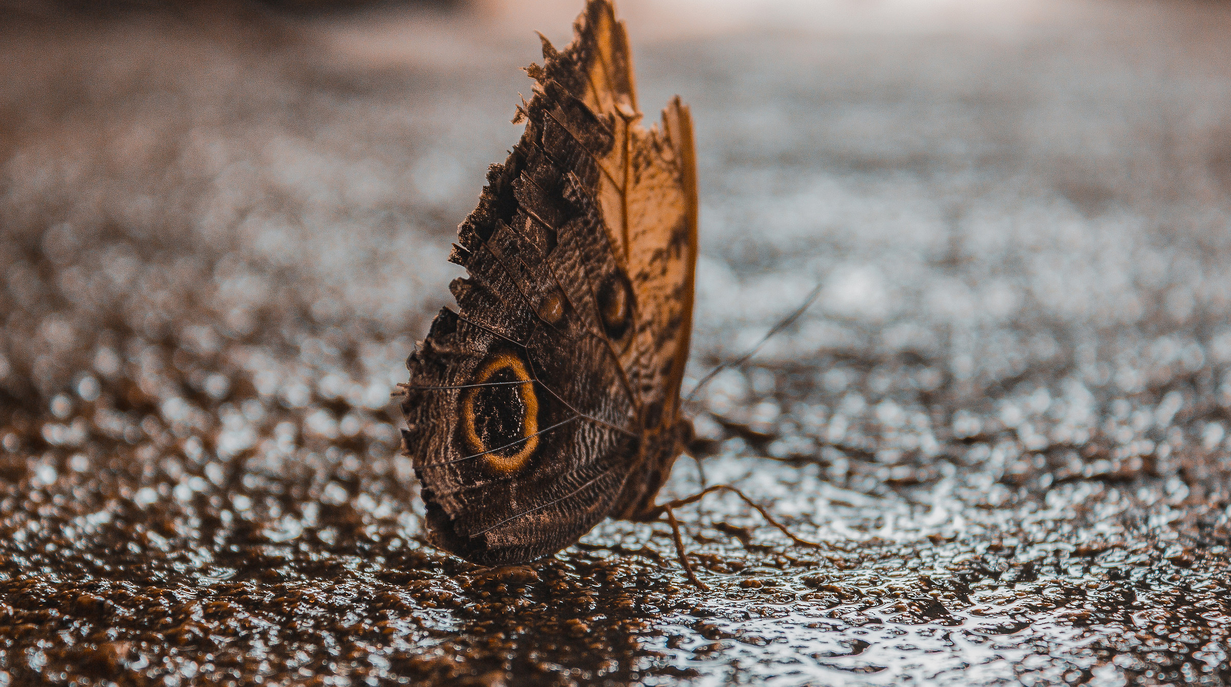 The colors of nature