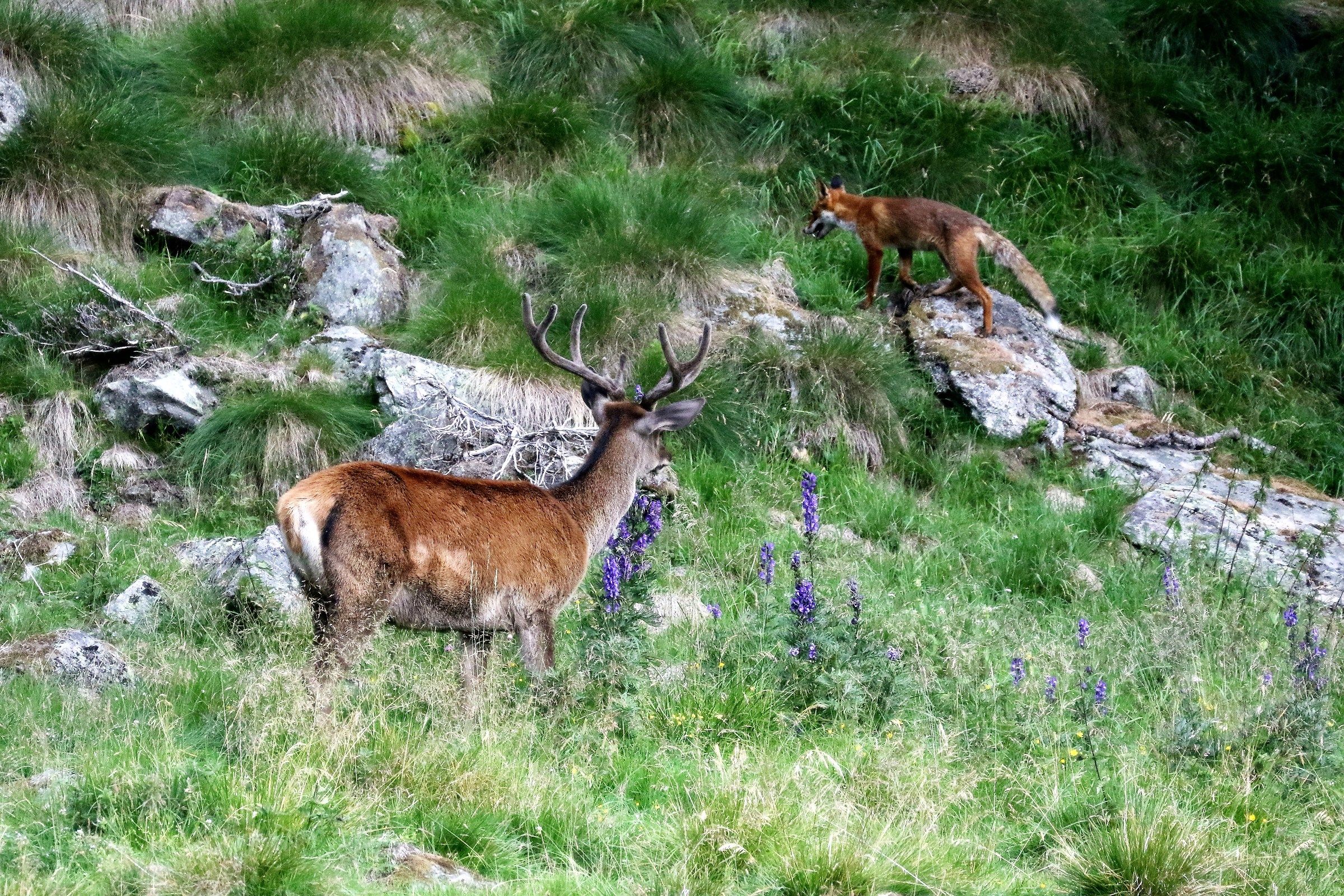 The Deer, watch the Fox and think ...