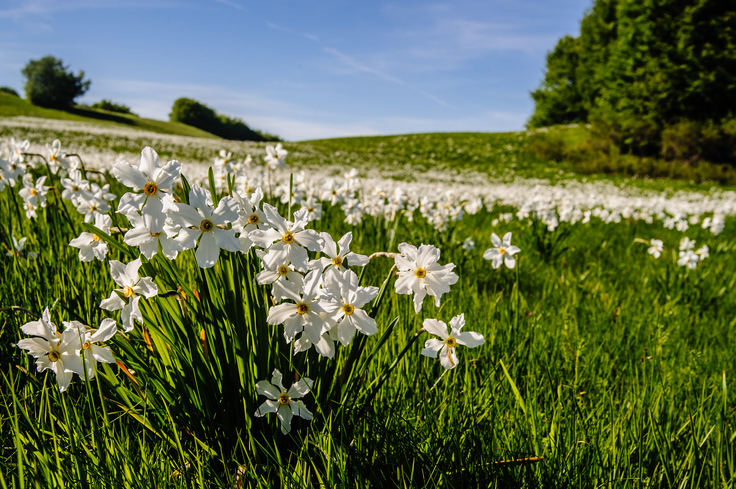 La fioritura di Narcisi di Pian della Cavalla