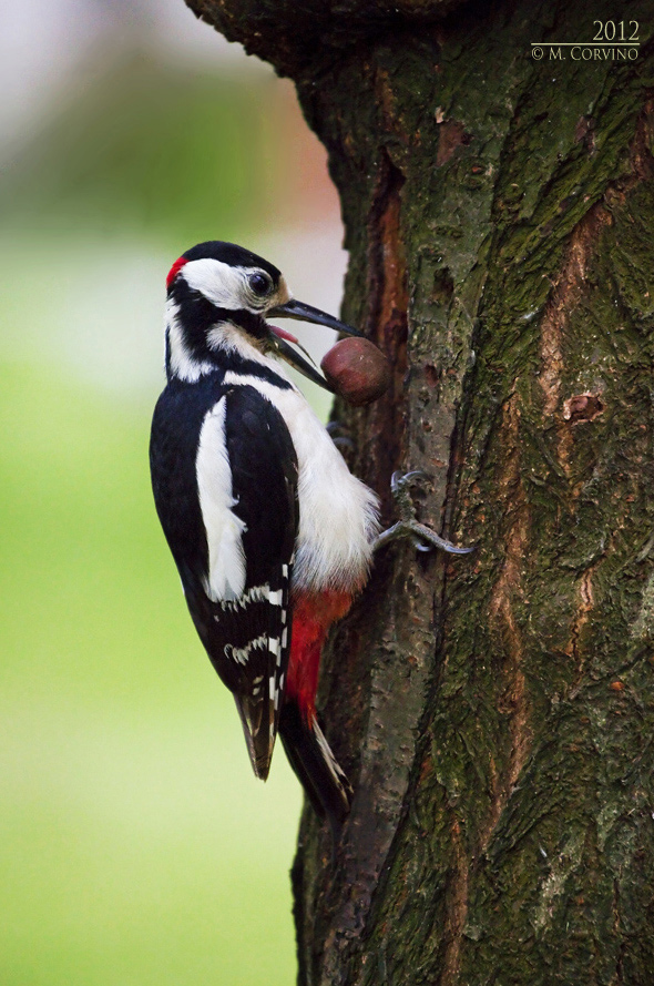 Picchio Rosso Maggiore