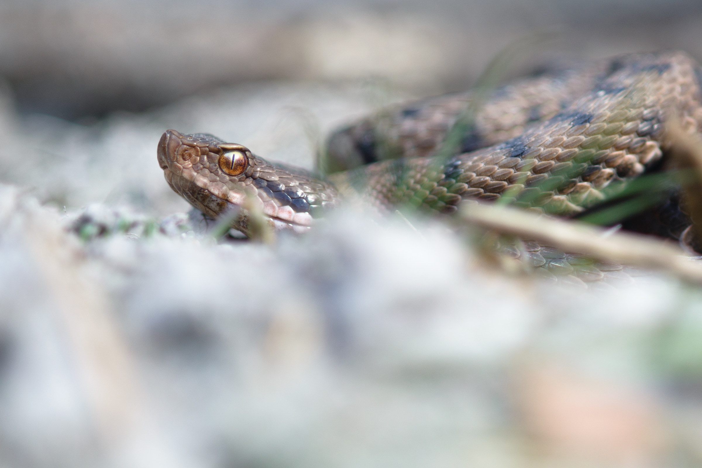 Vipera