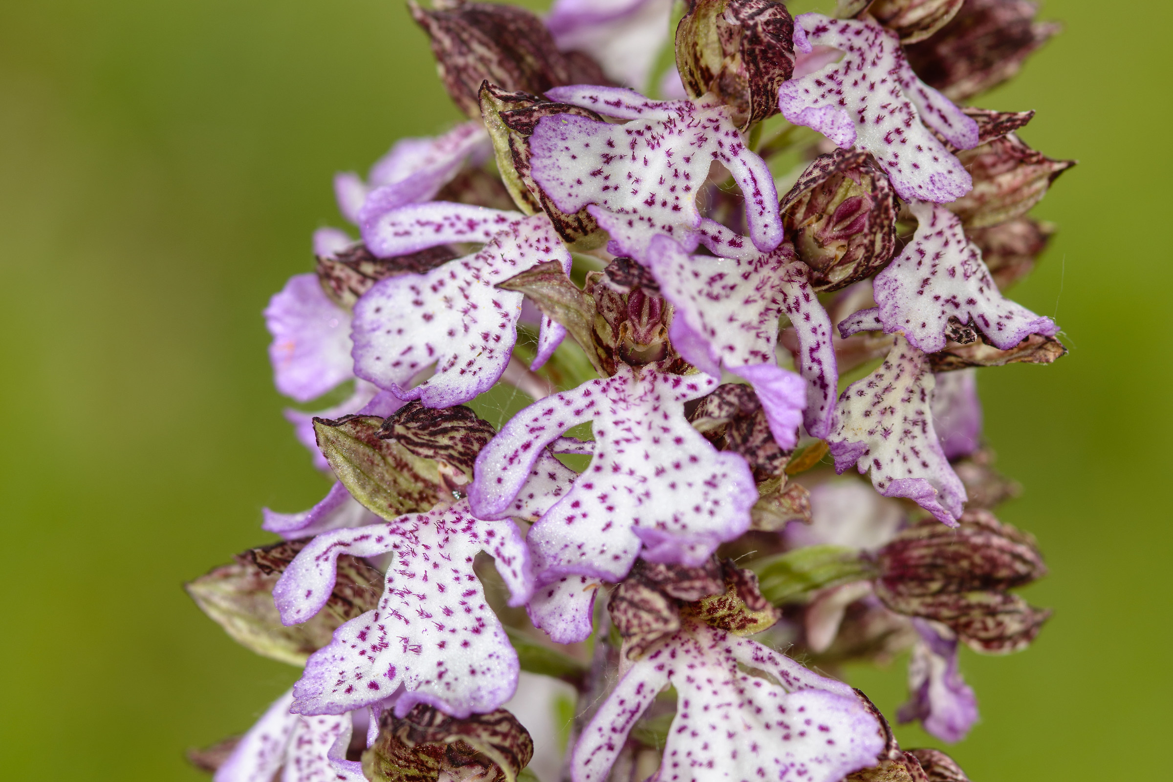 Orchis purpurea