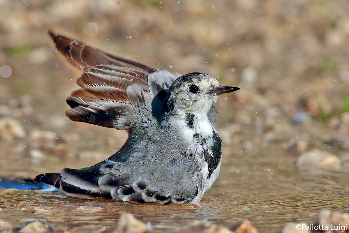 Ballerina bianca (Motacilla alba)