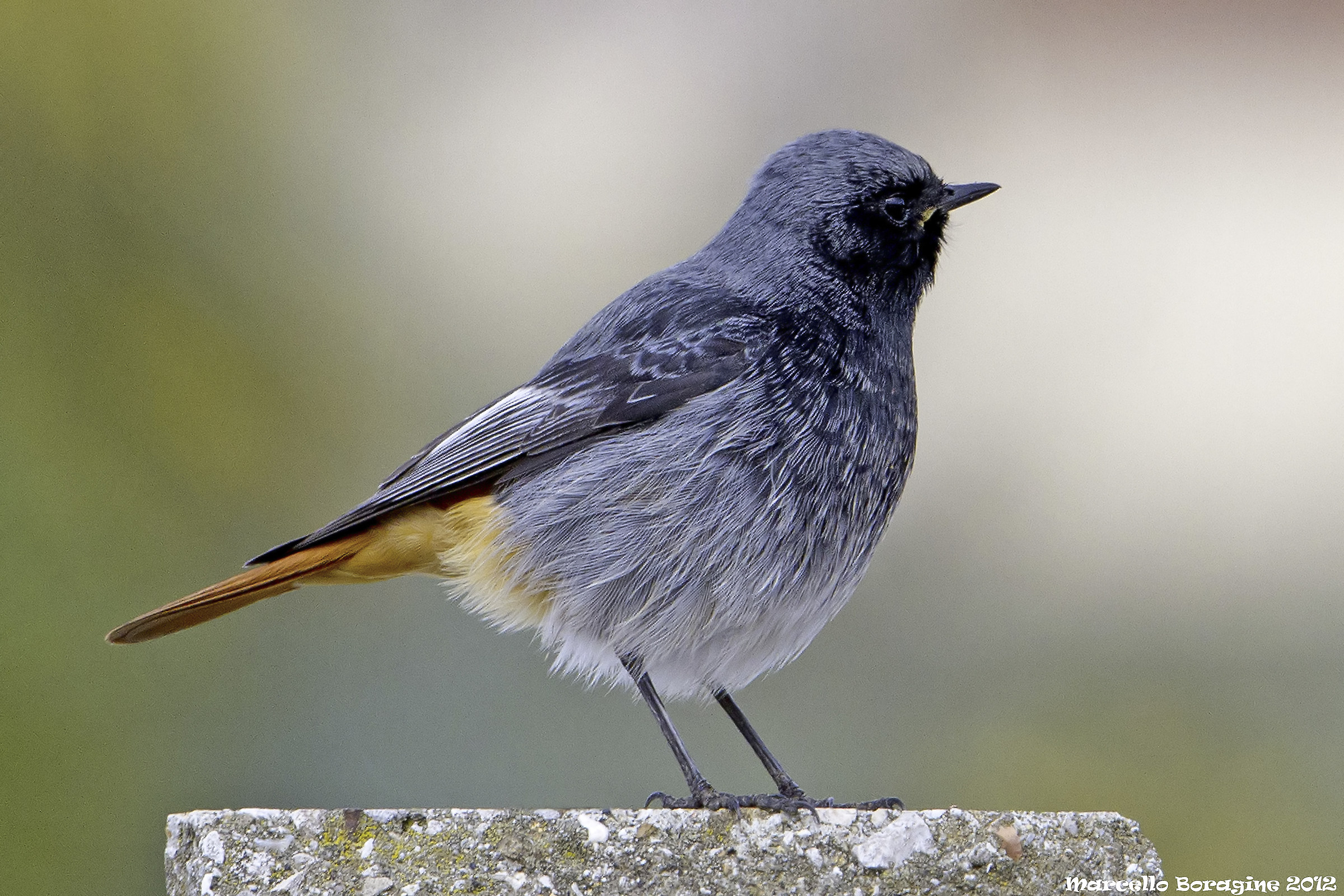 Phoenicurus phoenicurus (Linnaeus, 1758) Codirosso