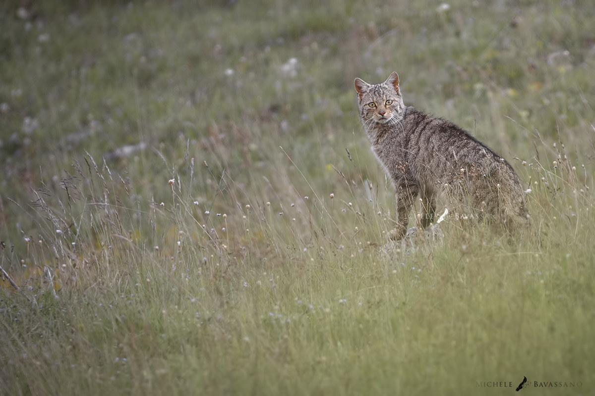 Il fantasma dei boschi.