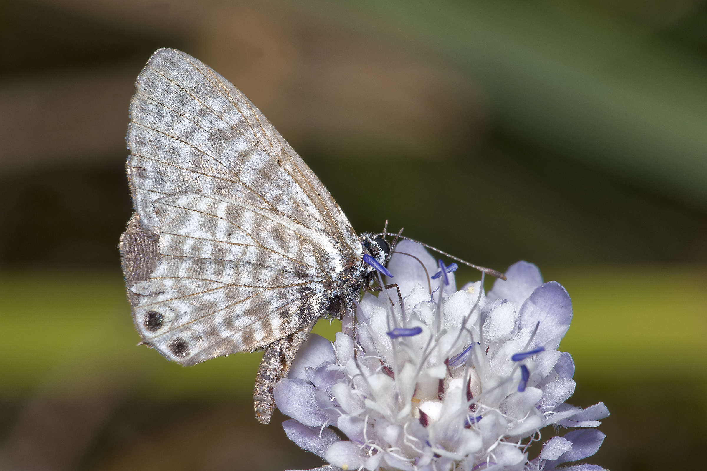 Lycaenidae, in full swing.
