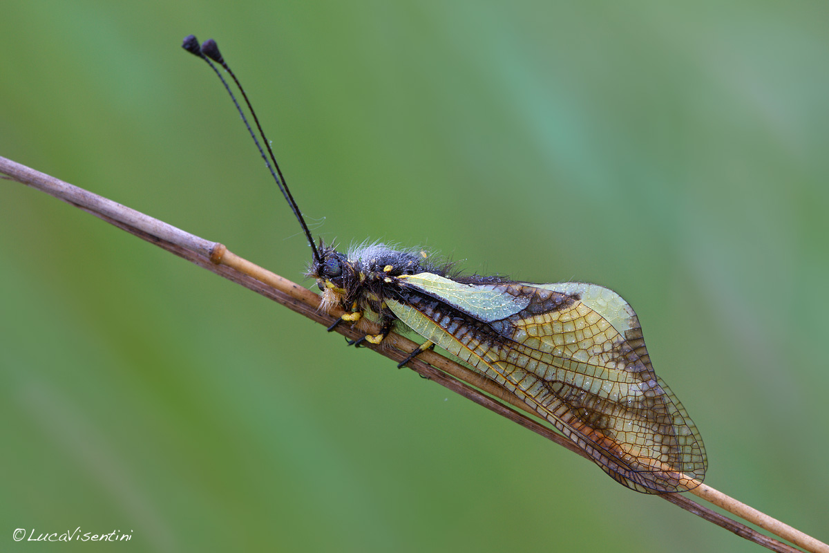 Libelluloides coccajus