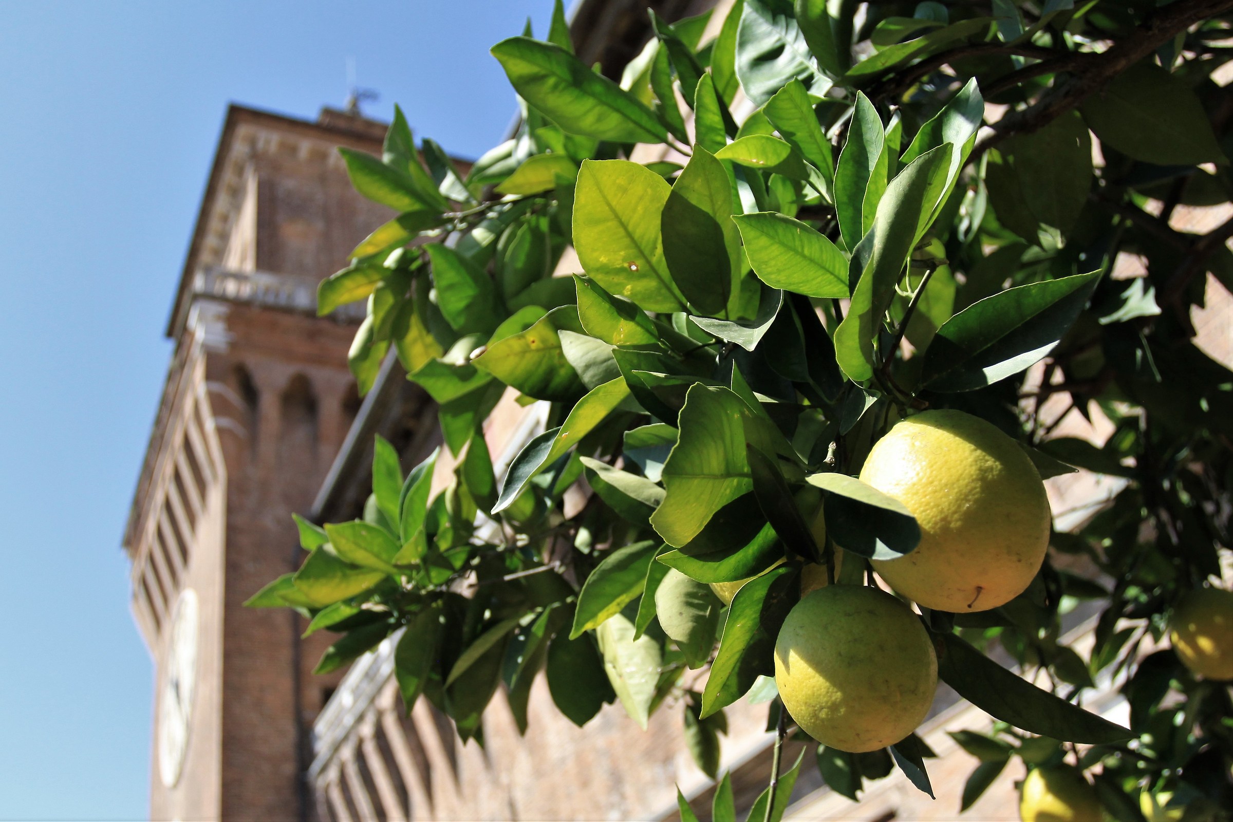Lemons in Ferrara