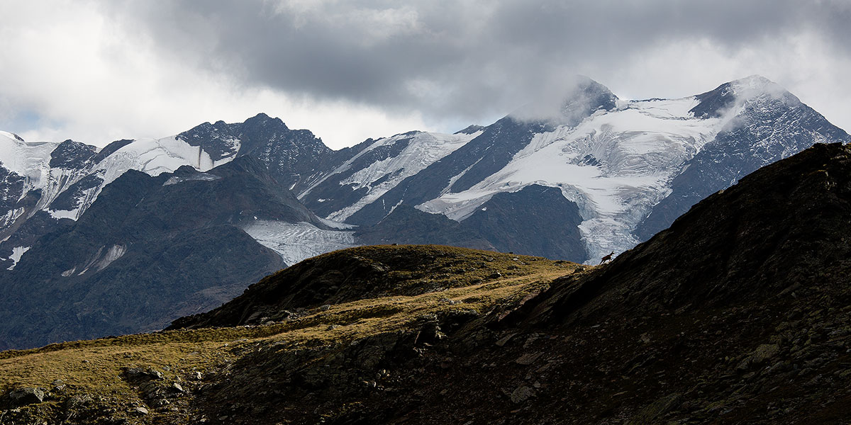 Chamois at the Stelvio National Park