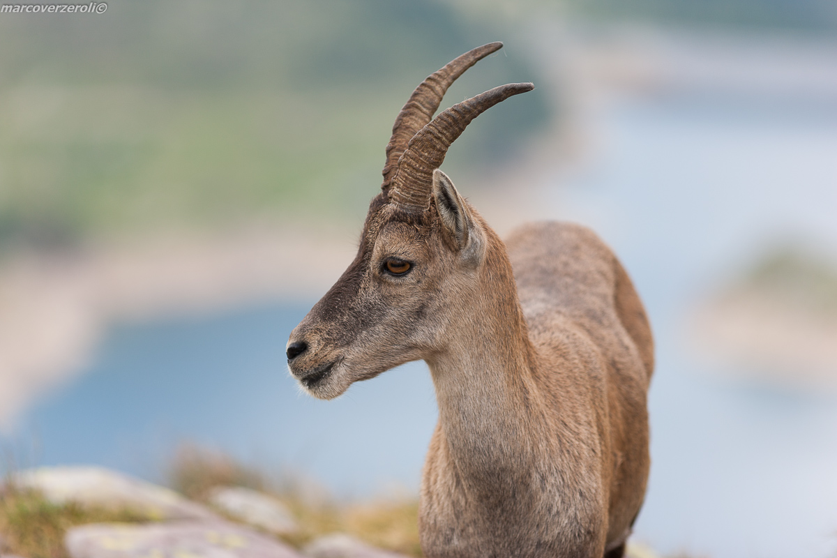 Close up of Stambecco