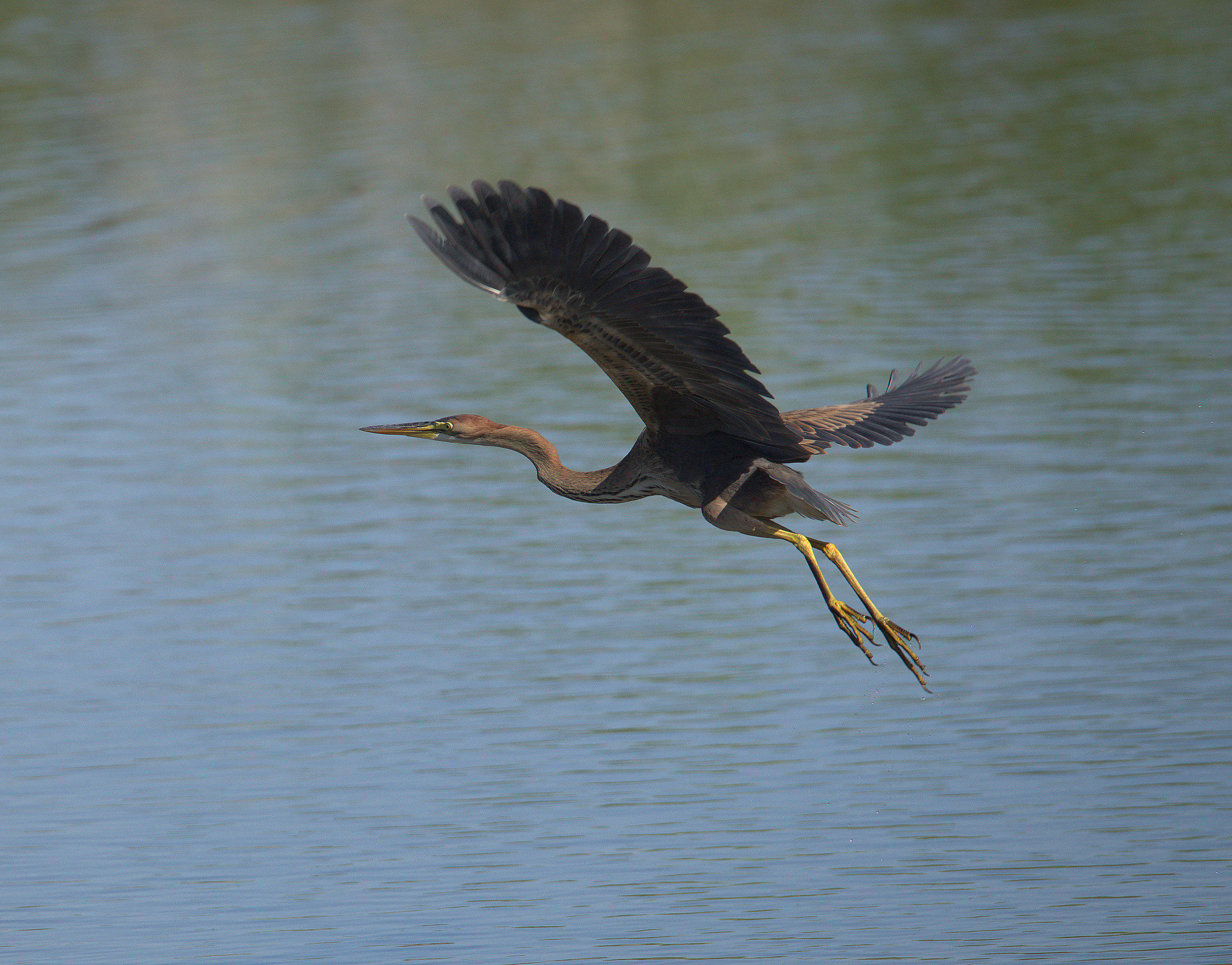 Red heron