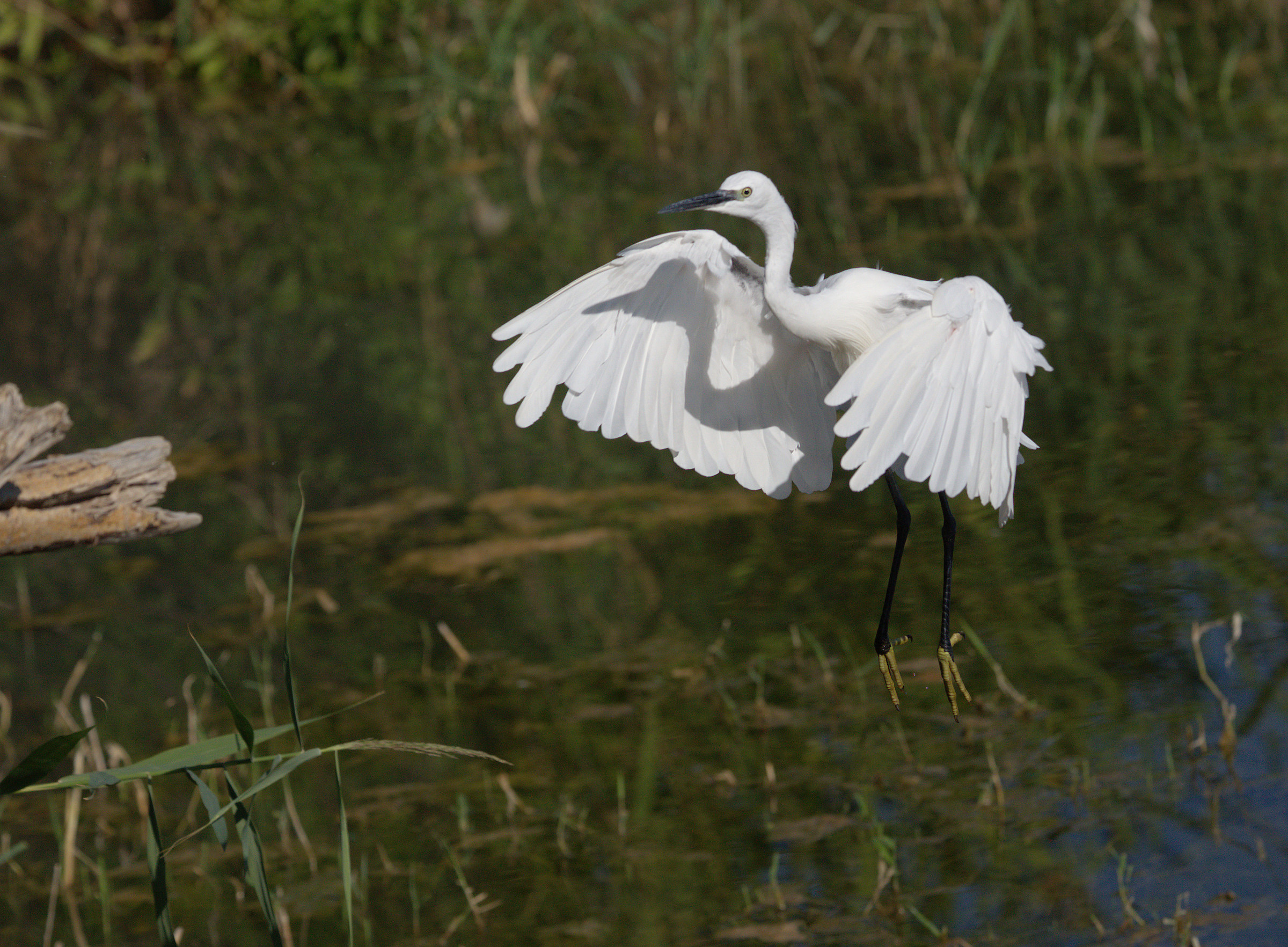 Egret