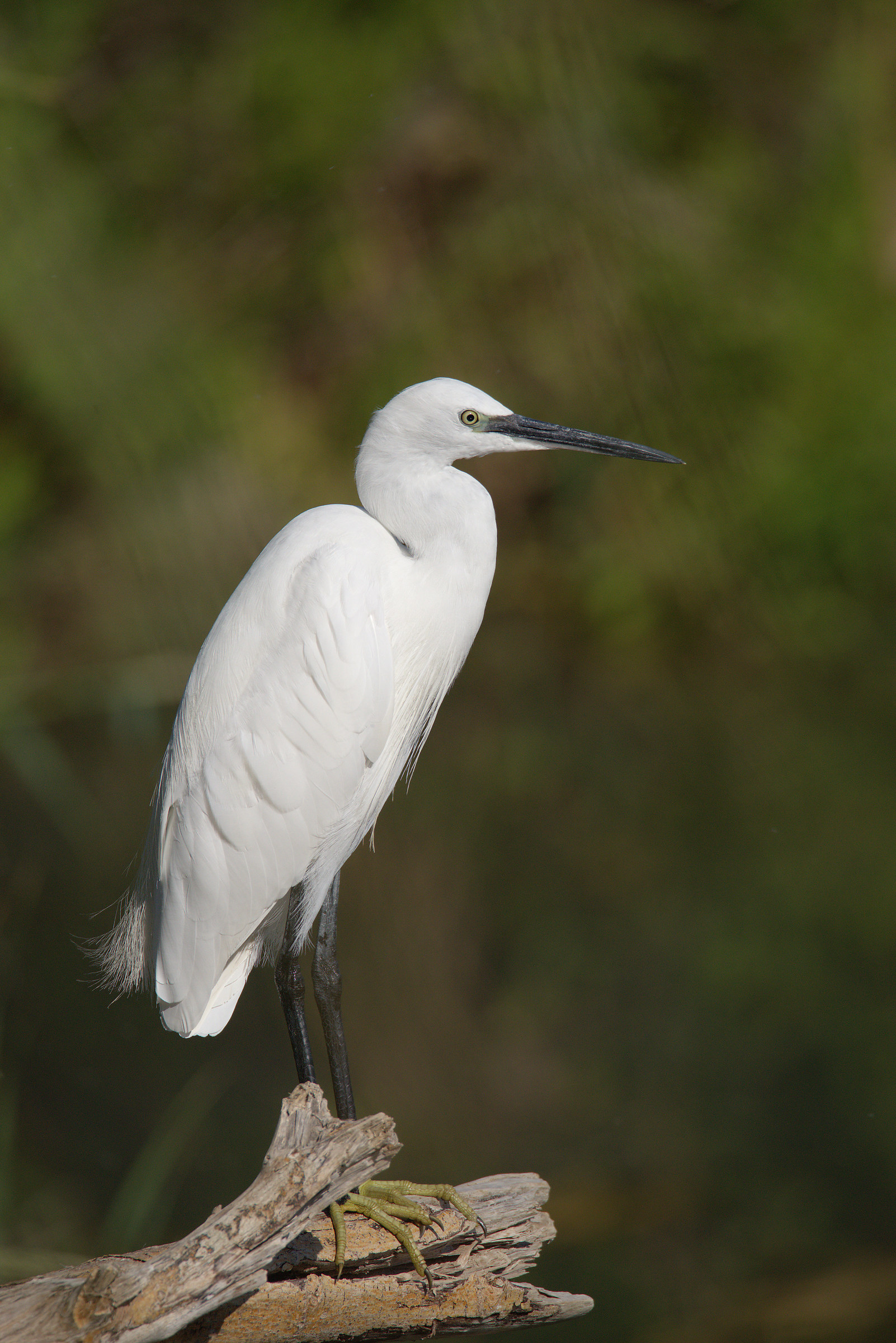 Egret