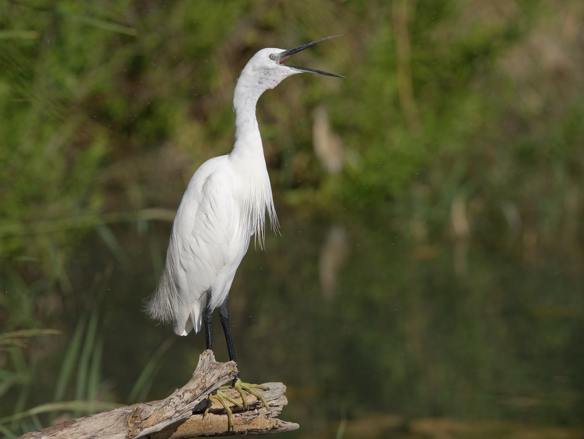 Egret