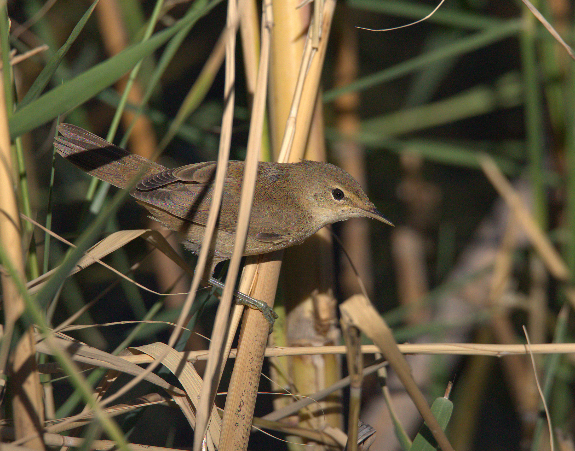 Reed warbler