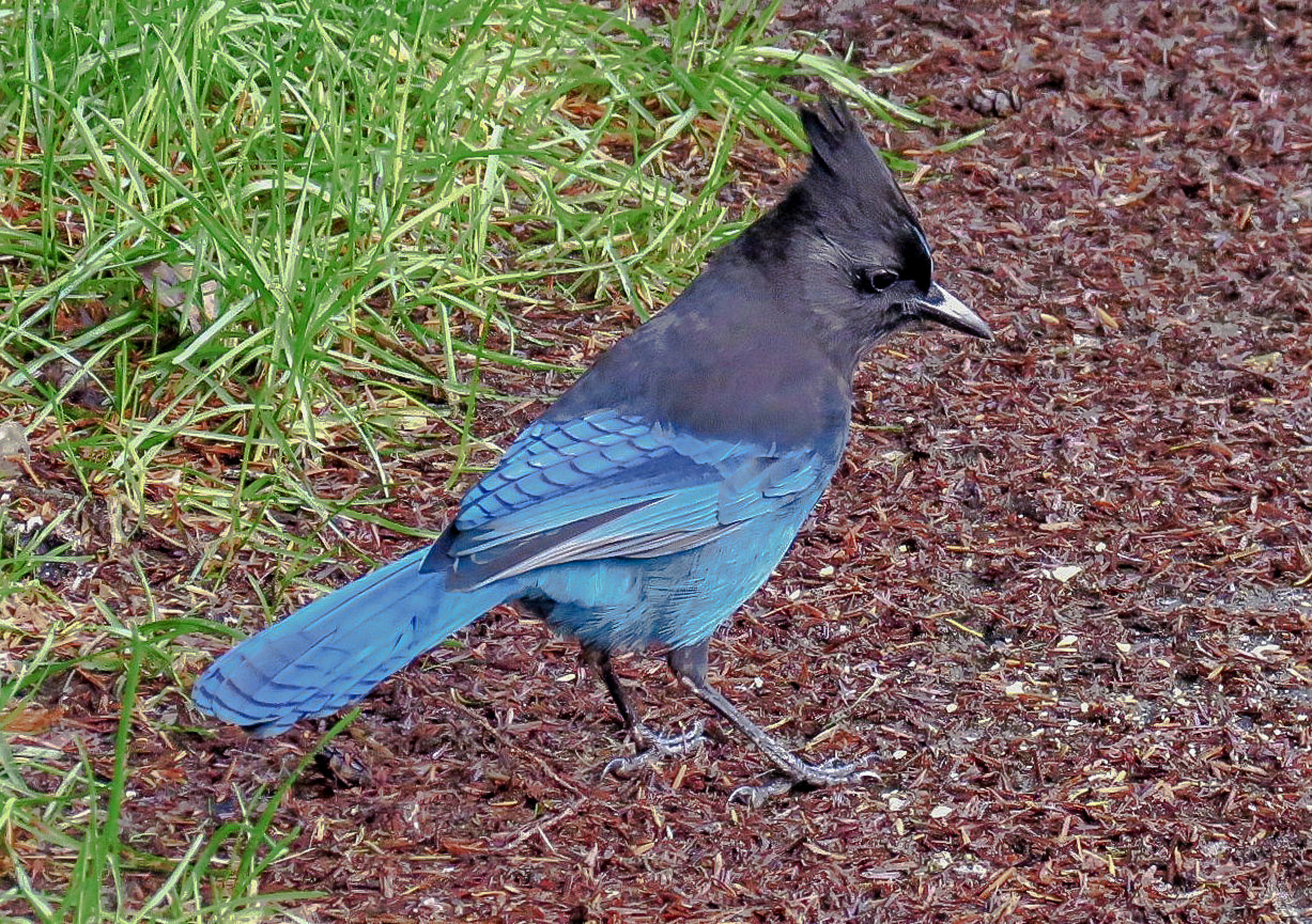 La ghiandaia di Steller