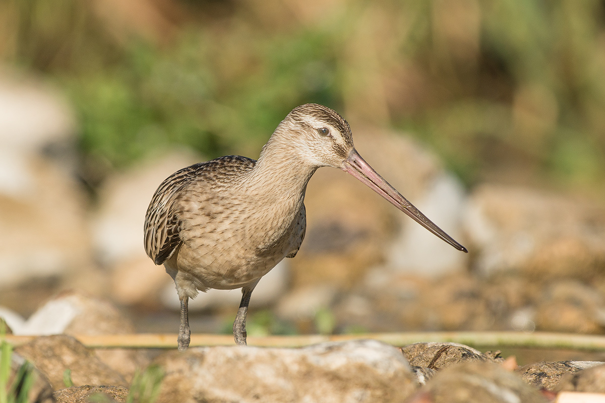 Pittima minore, Imperia