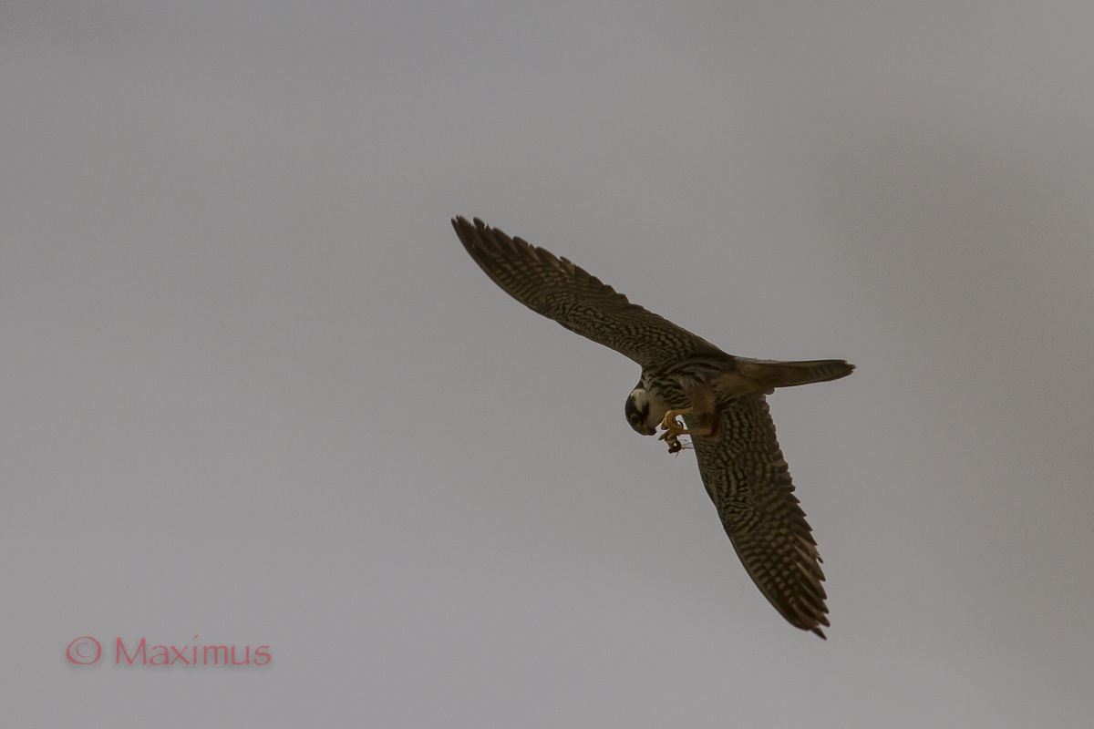 ... hobby .. to flight ..