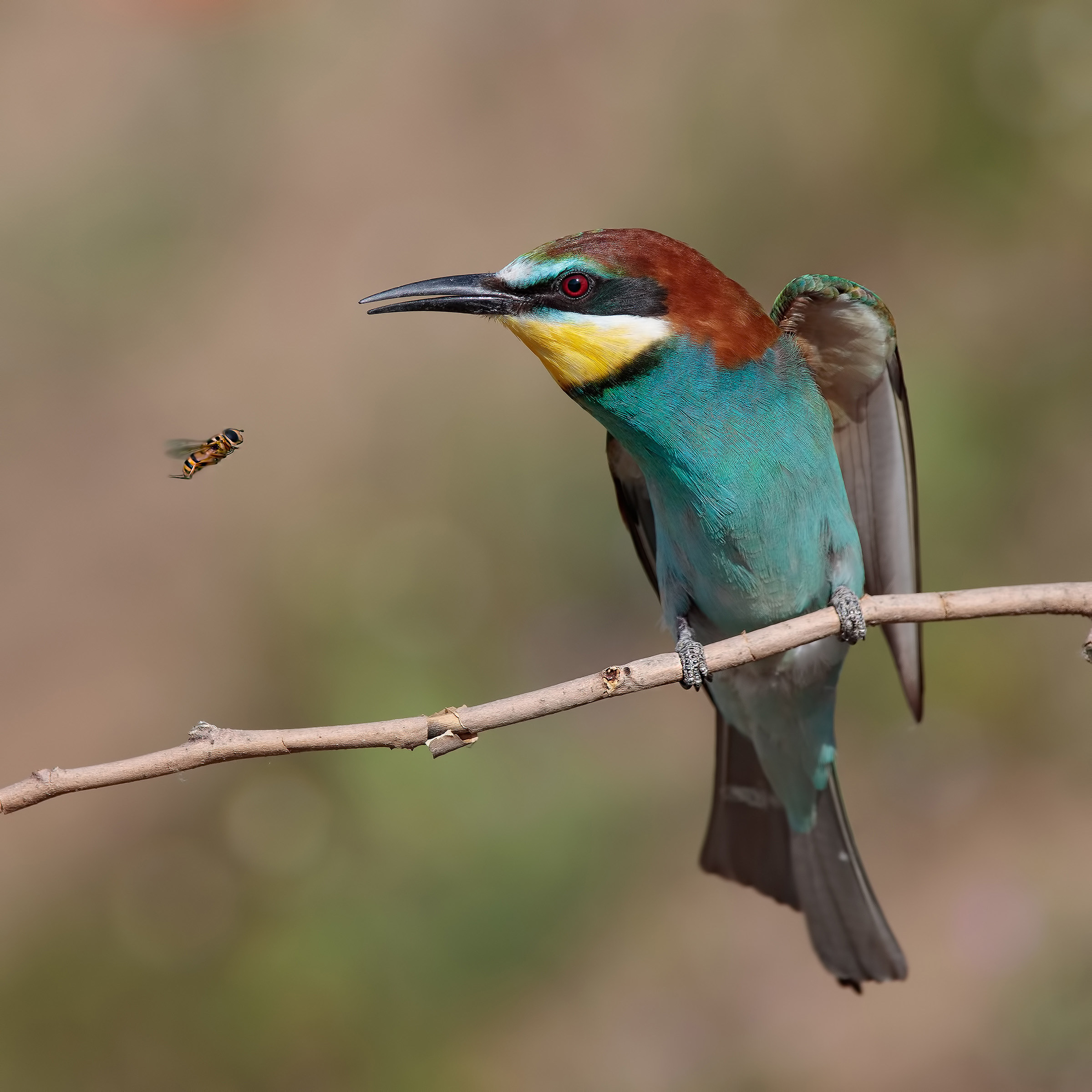 Bee eater!