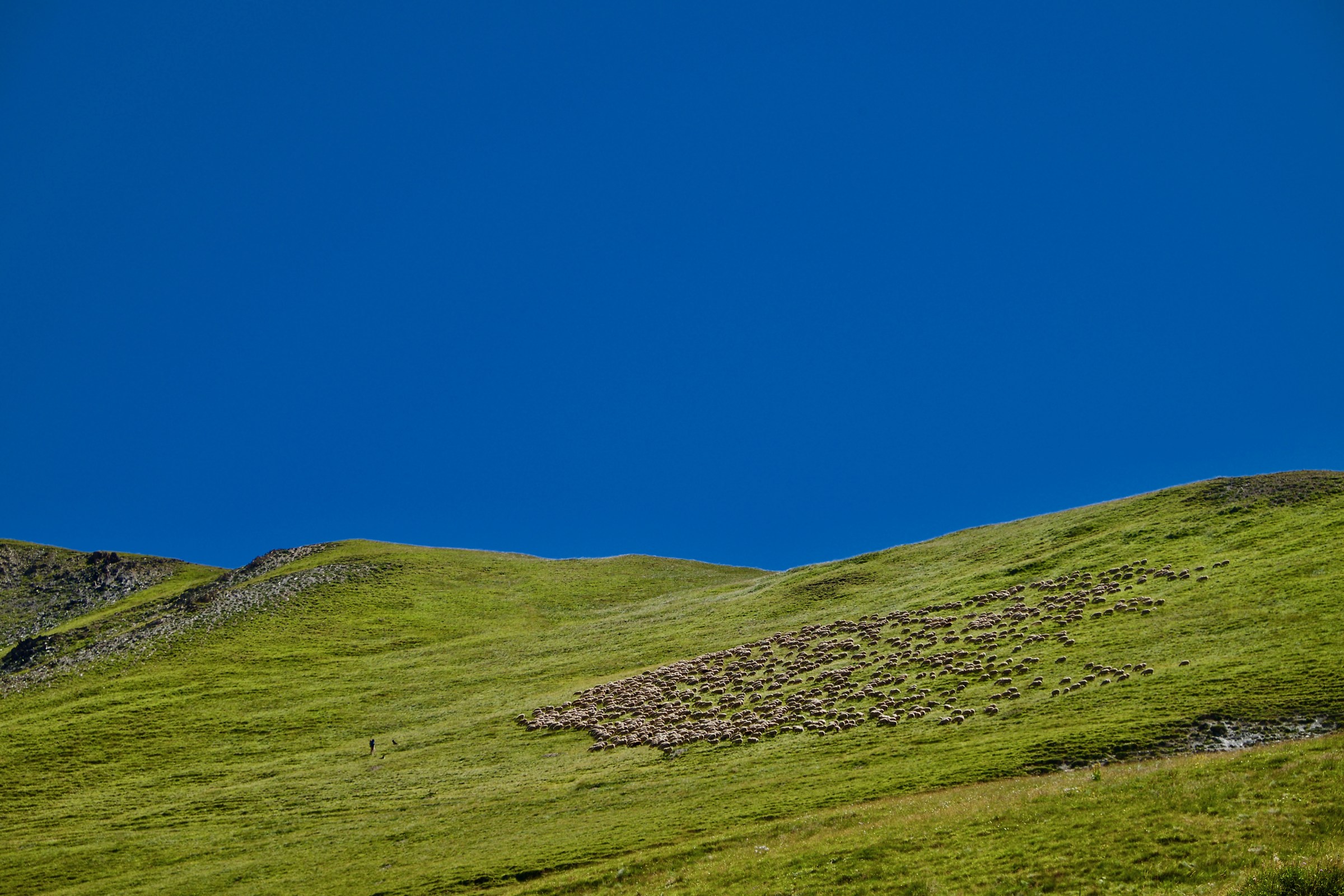 Flock pasture ecrins fr