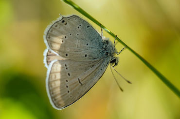 Lycaena eurydame
