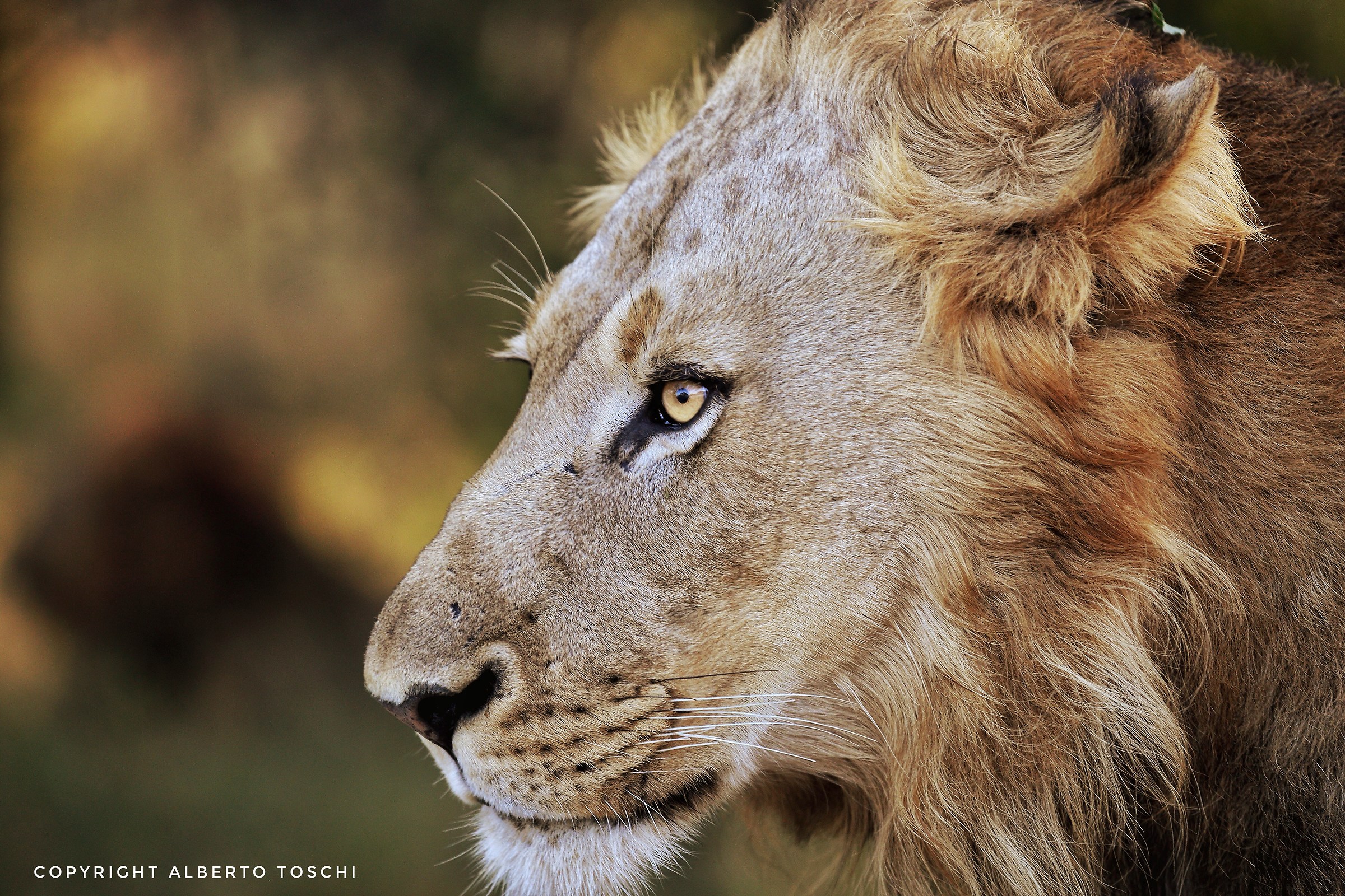 The profile of the King