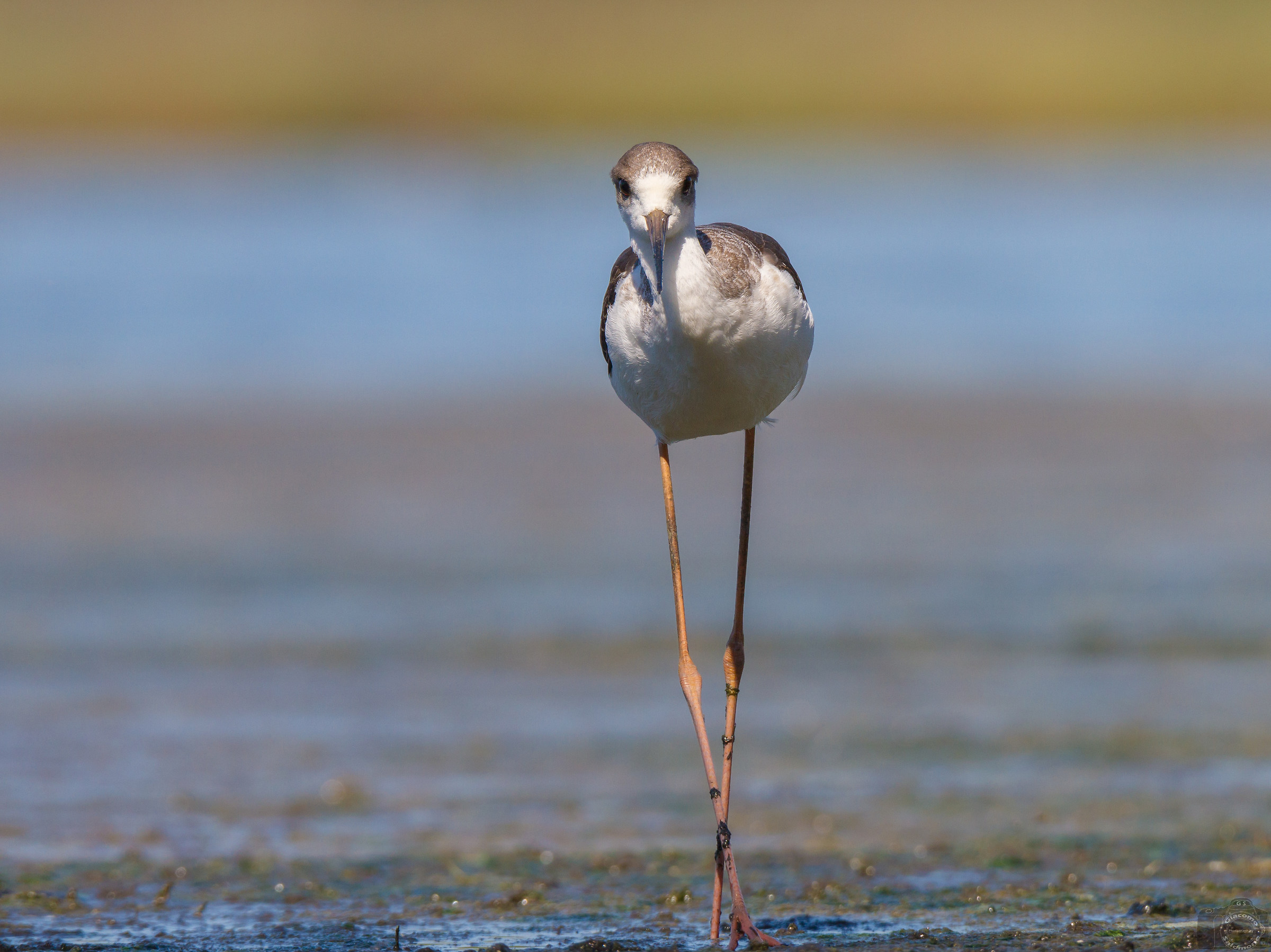 Face to face with the rider of Italy.