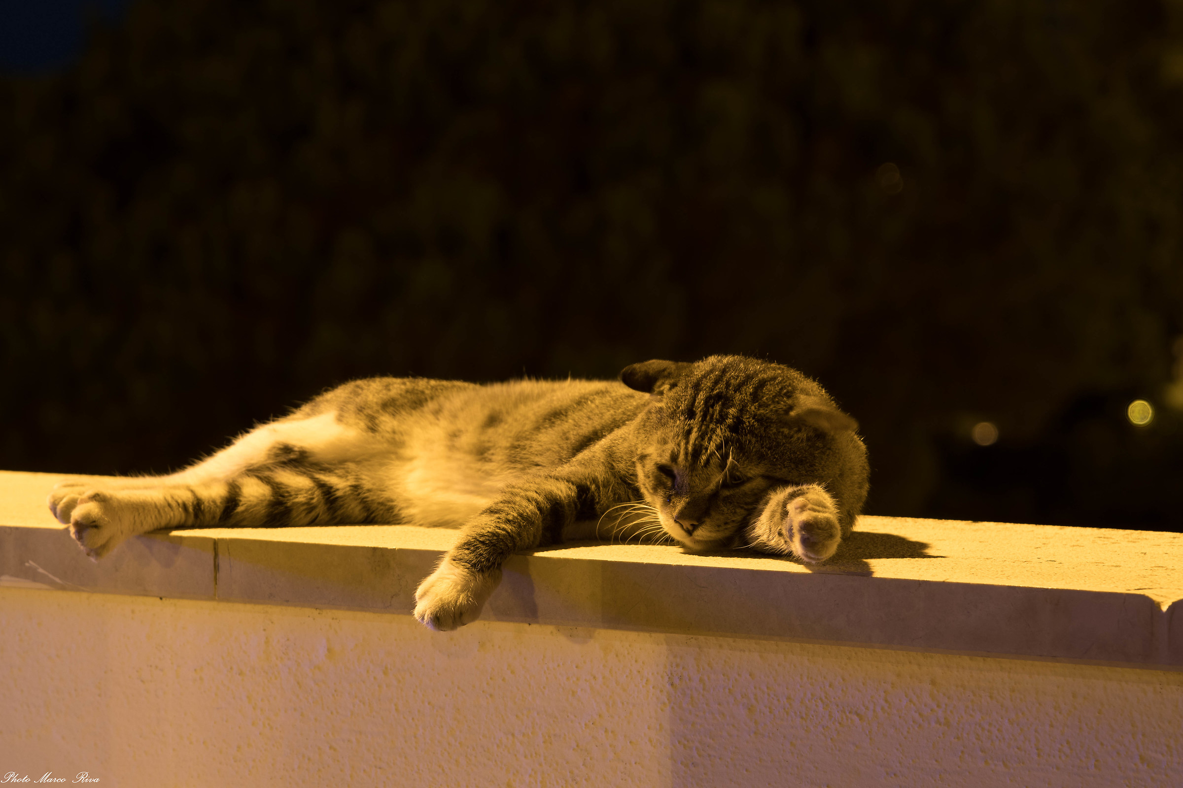 Micione addormentato