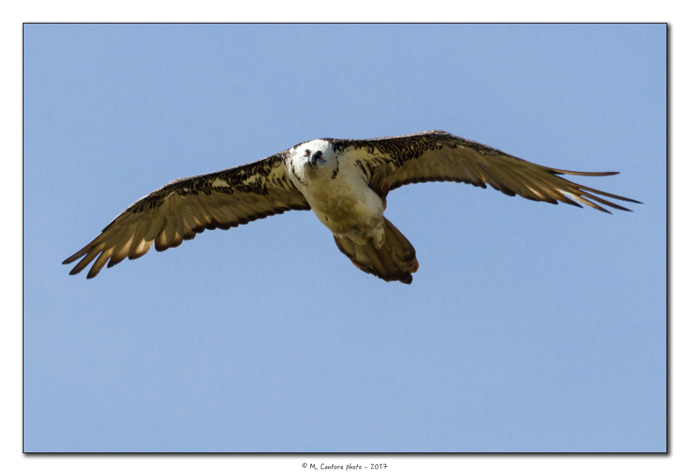 Adult female gipeto - (Gypaetus barbatus)