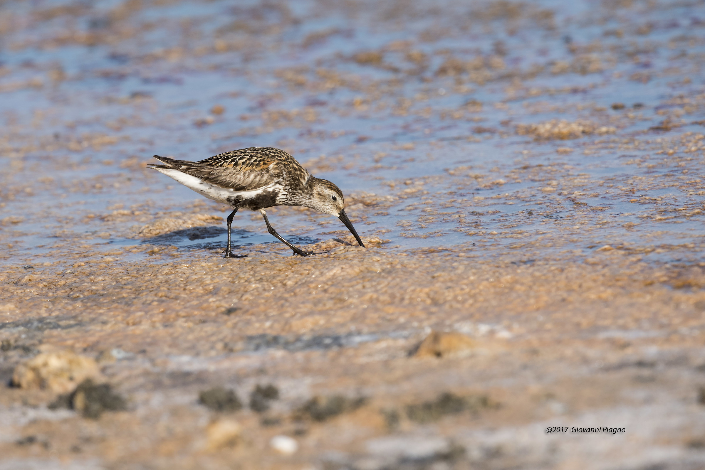 Piovanello pancianera