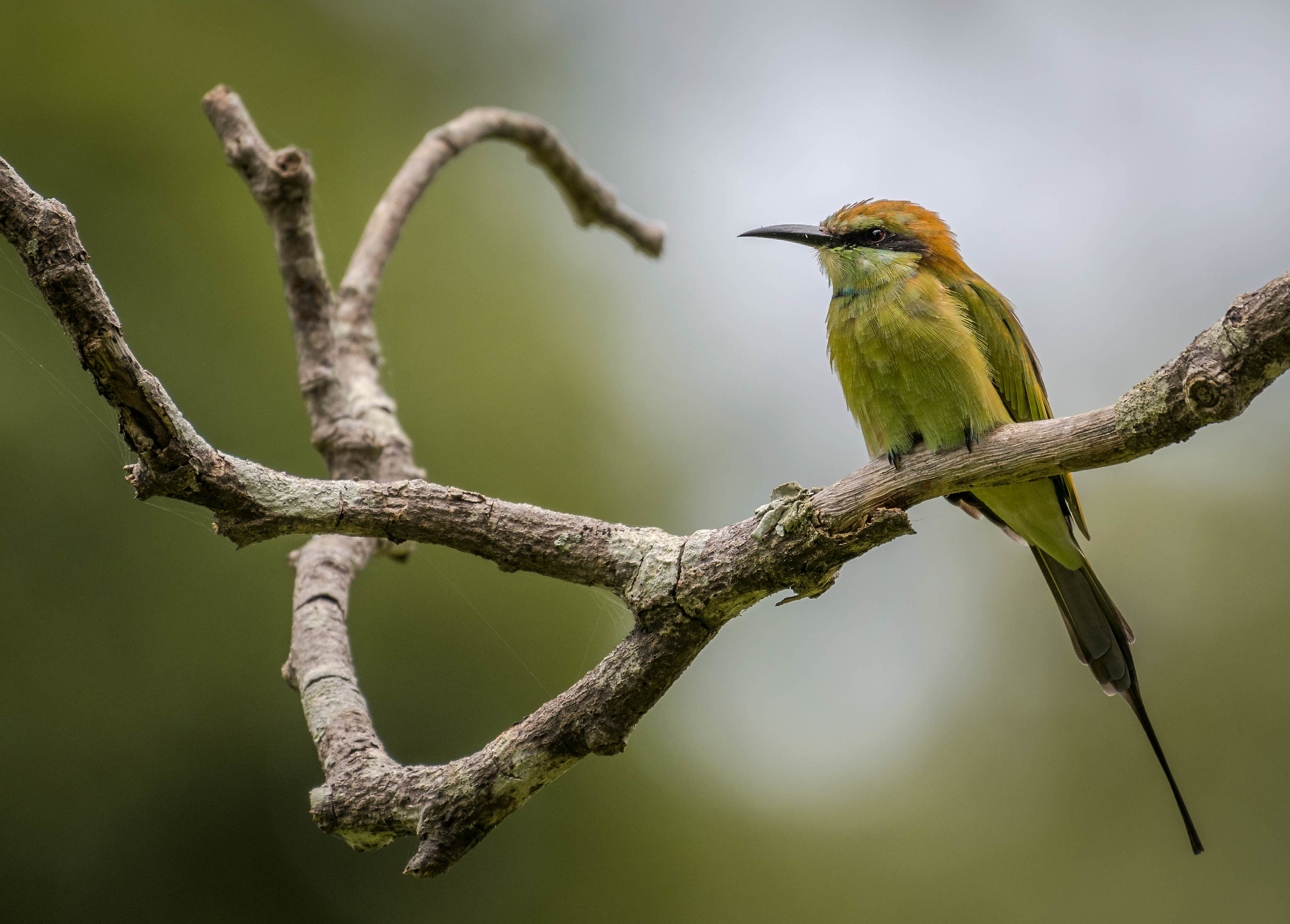 Green bee-eater