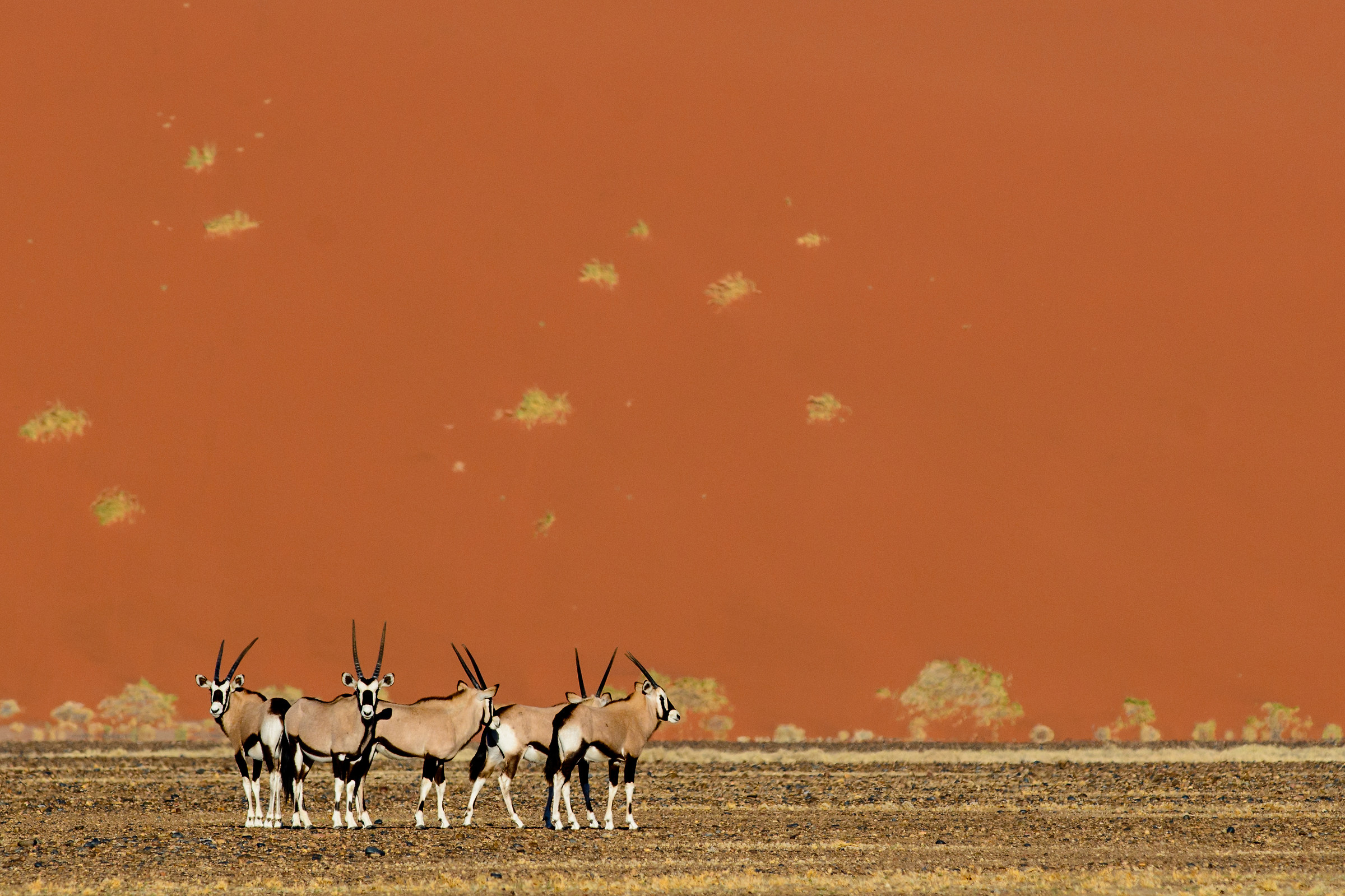 Oriks beneath the dunes