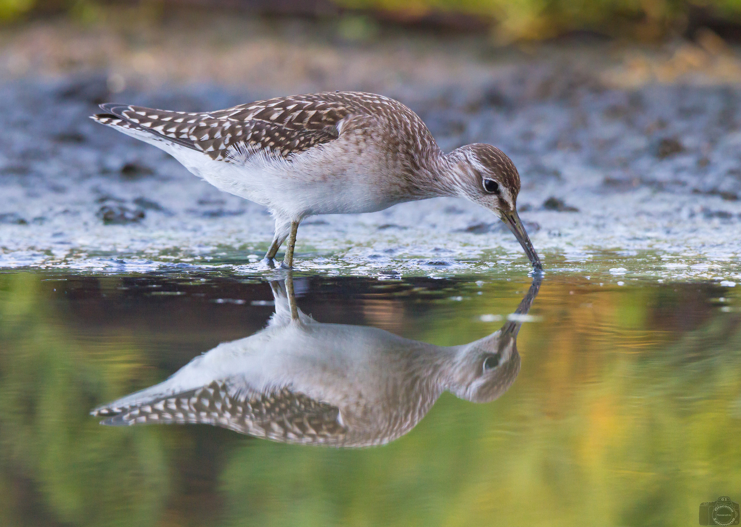 Pyro piro boschereccio.