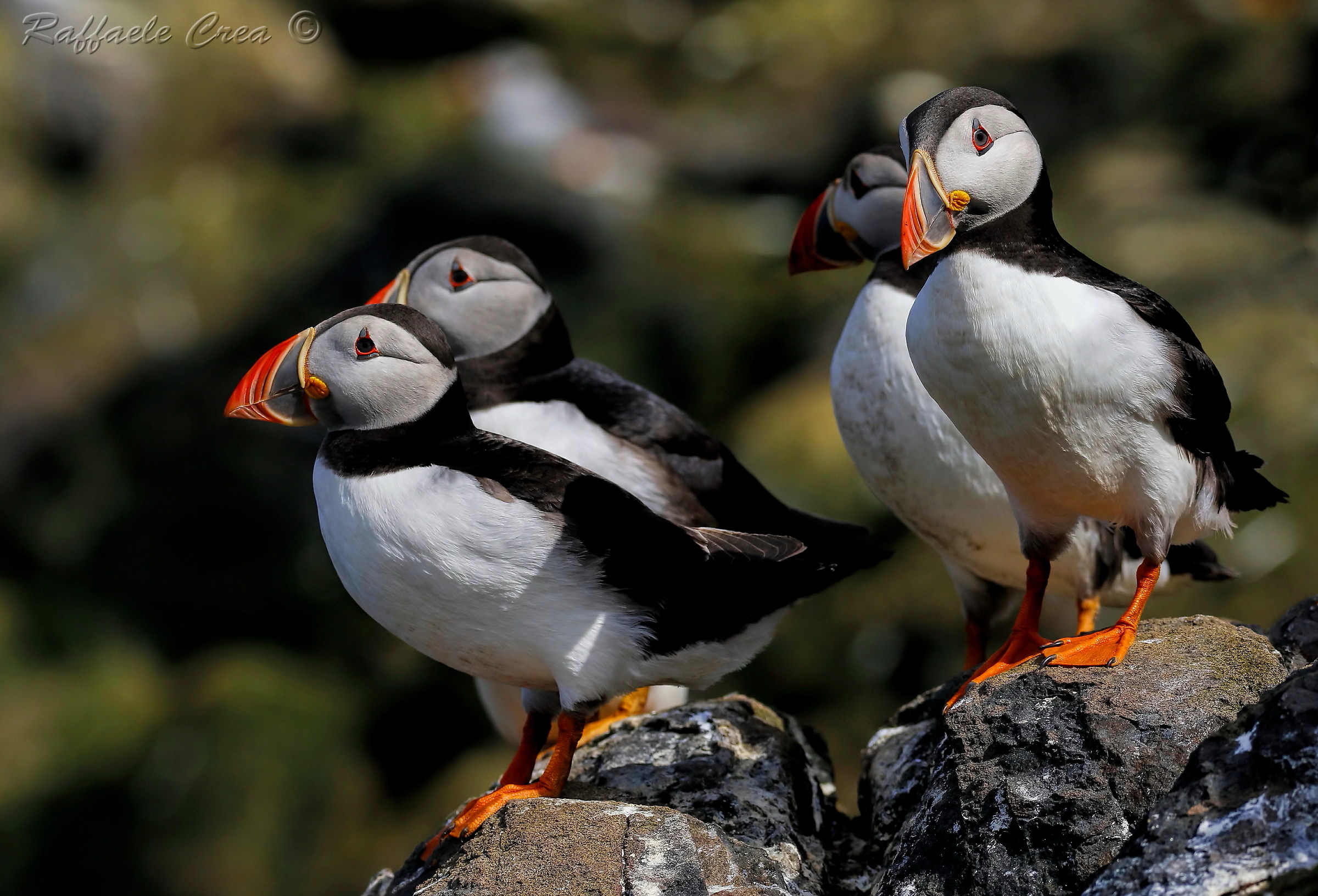 Puffins